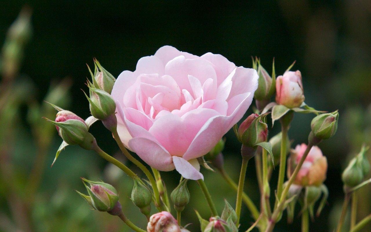 1280x800 Cute Rose Flowers, pink, floral wallpaper. Cute Rose Flowers