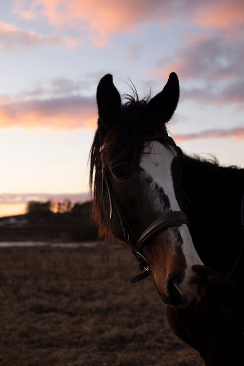 493x740 Horse slow Image