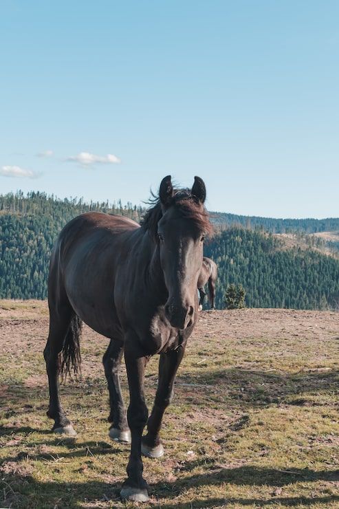 493x740 Chestnut horse Image