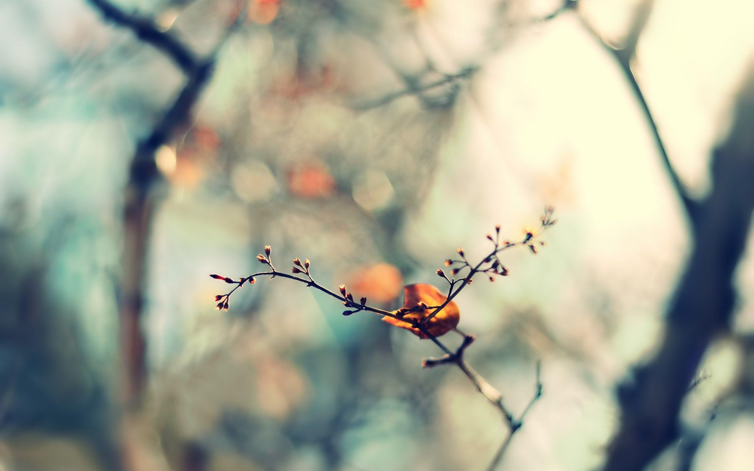2560x1600 Twig Leaf Spring Nature wallpaperx1600
