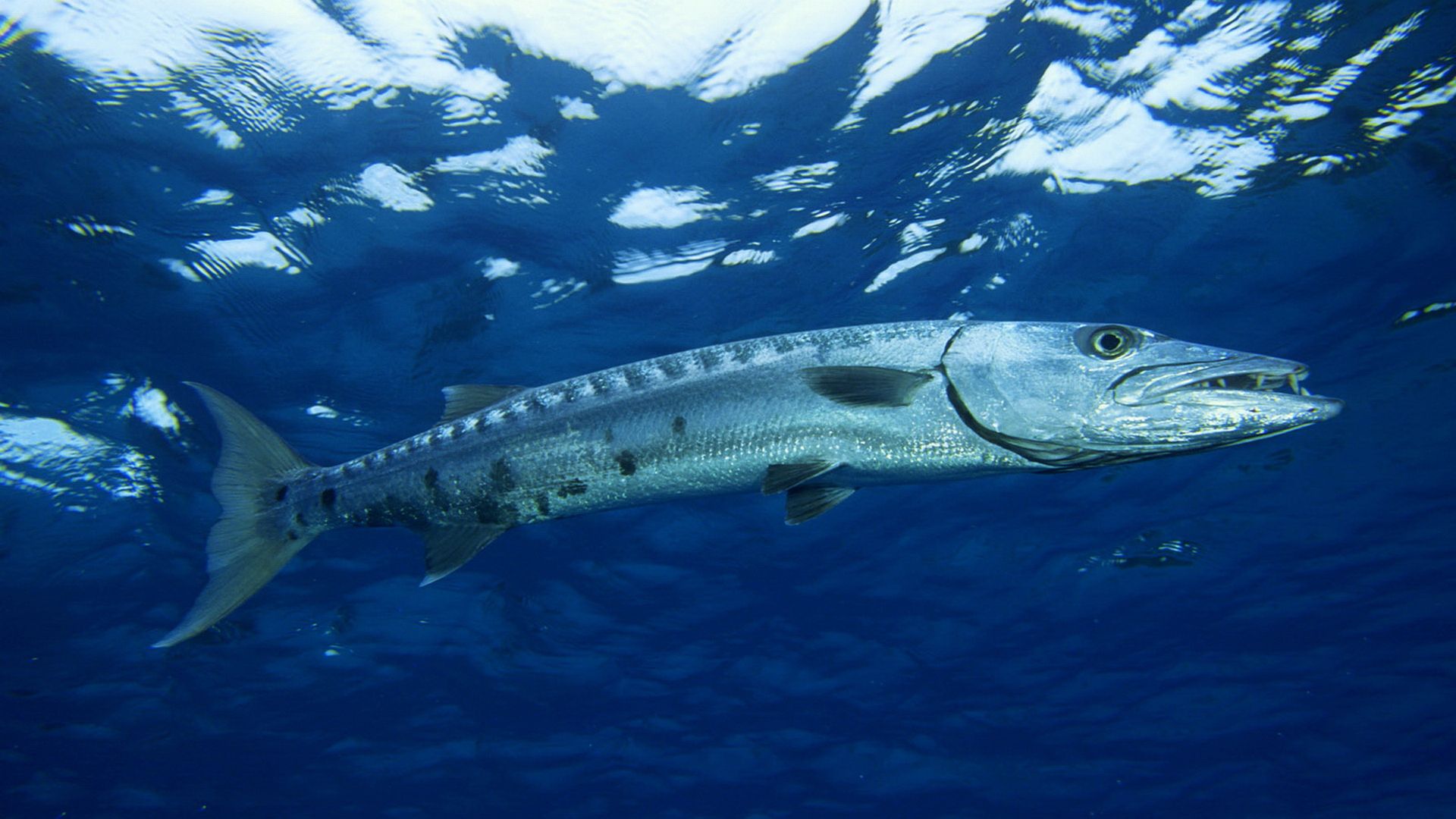 1920x1080 Majestic Barracuda Glidese Ocean