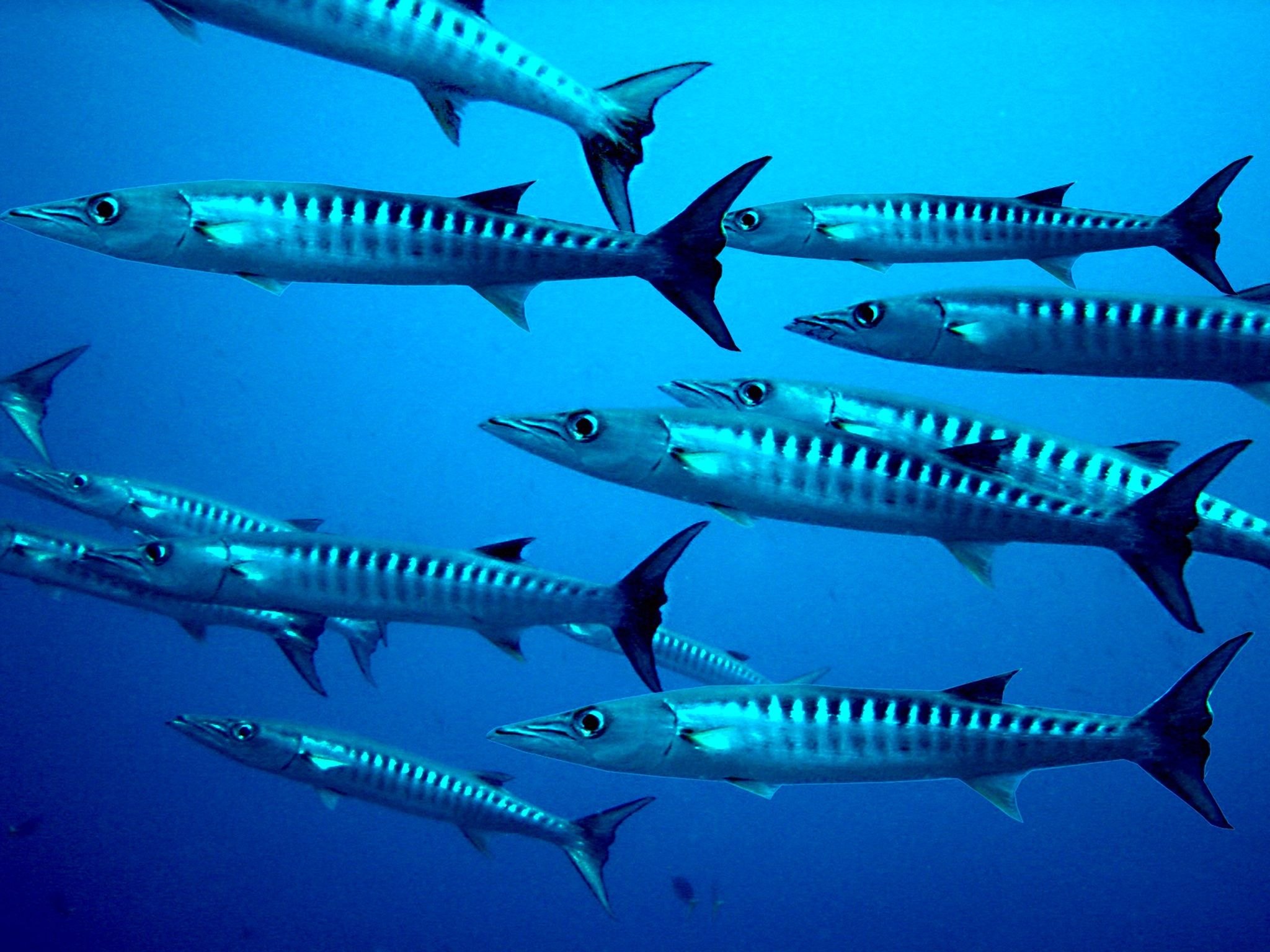 2048x1536 Royalty Free Photo: School Of Gray Fish Under Water