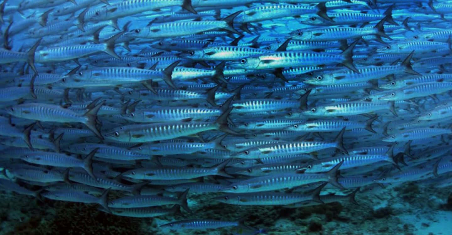 1440x750 Download Barracuda Fish Underwater Wallpaper
