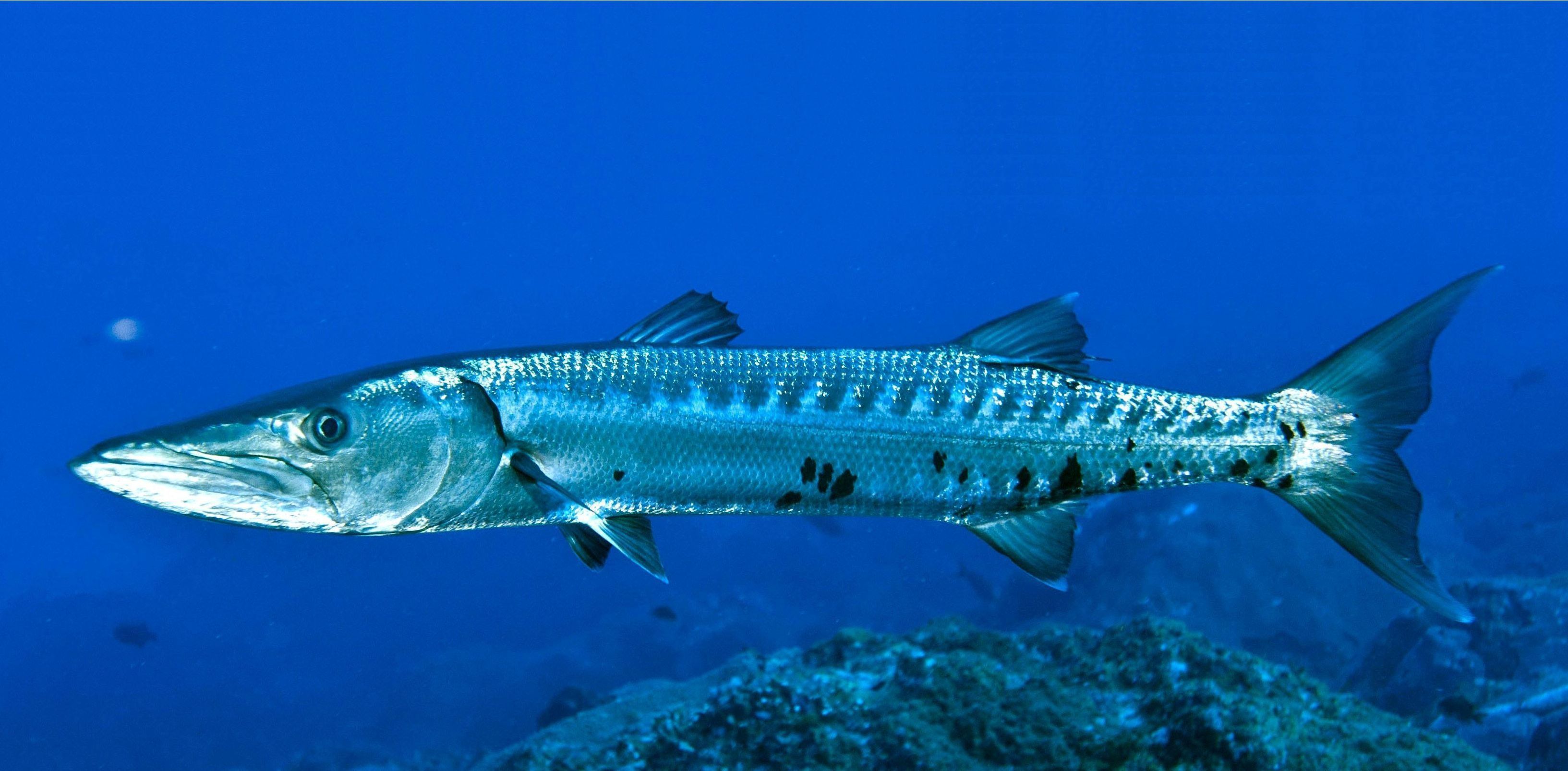 3266x1606 Barracuda Wallpaper