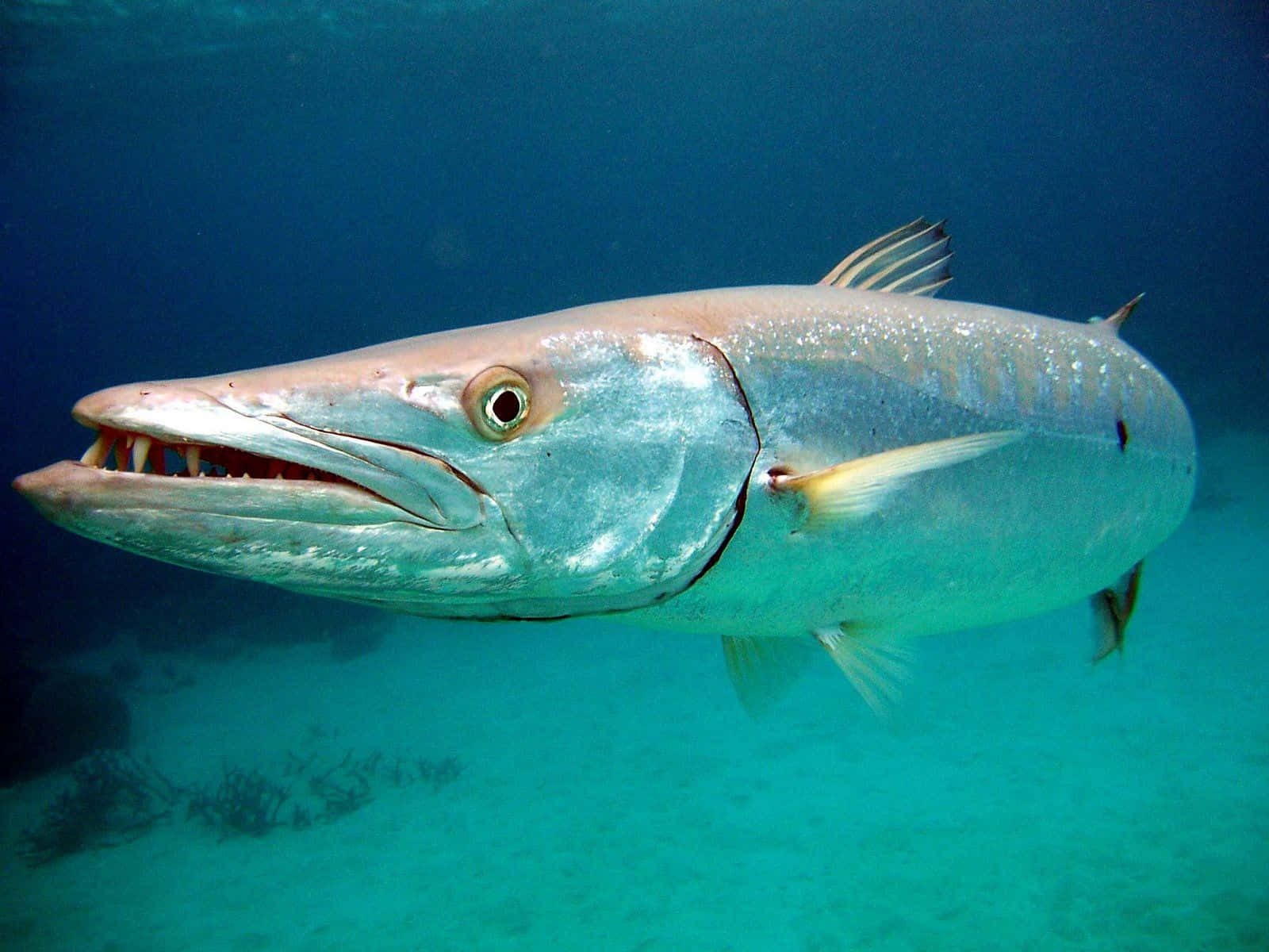 1600x1200 Download Stunning, Ominous Barracuda In Deep Blue Sea Wallpaper