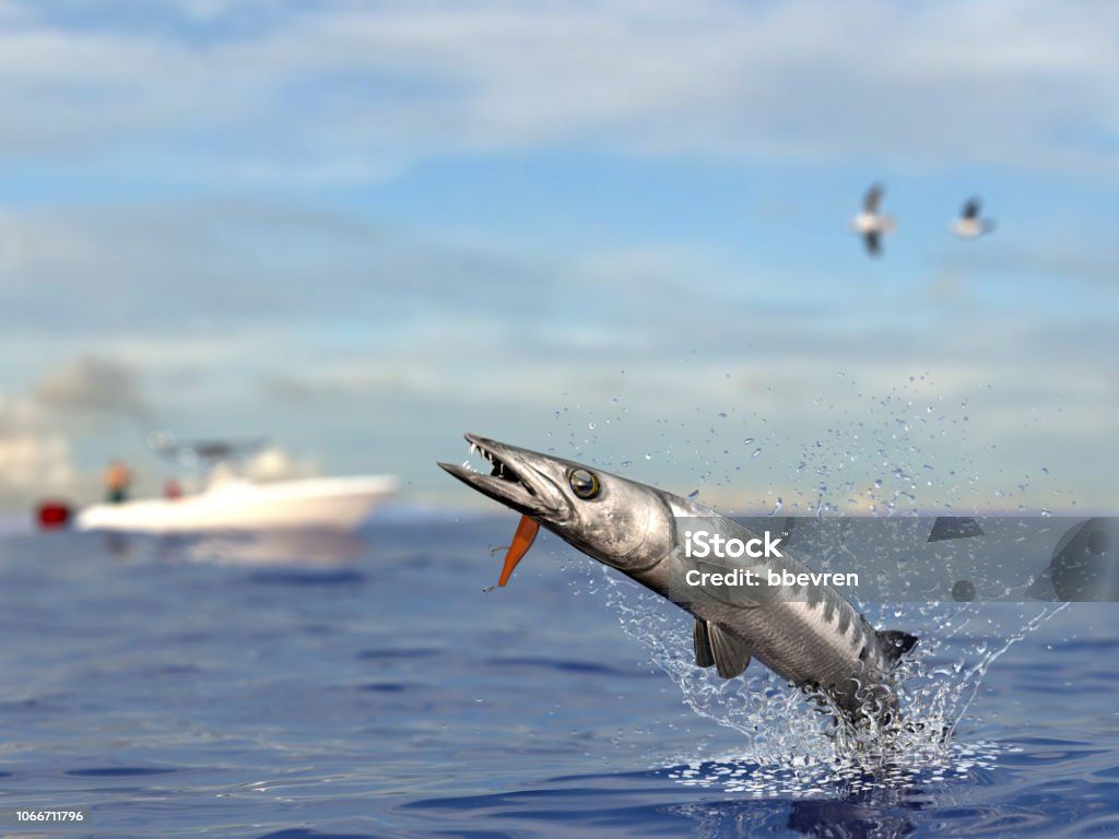 1024x768 Barracuda Fish Catched With Jig In Mouth On Sea Surface Sport Fishing Boat In Background 3D Render Image Now