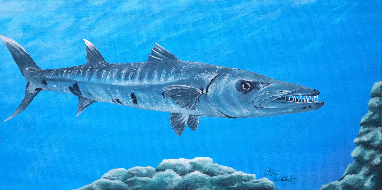 1543x767 Ready and Waiting: Original Barracuda Art