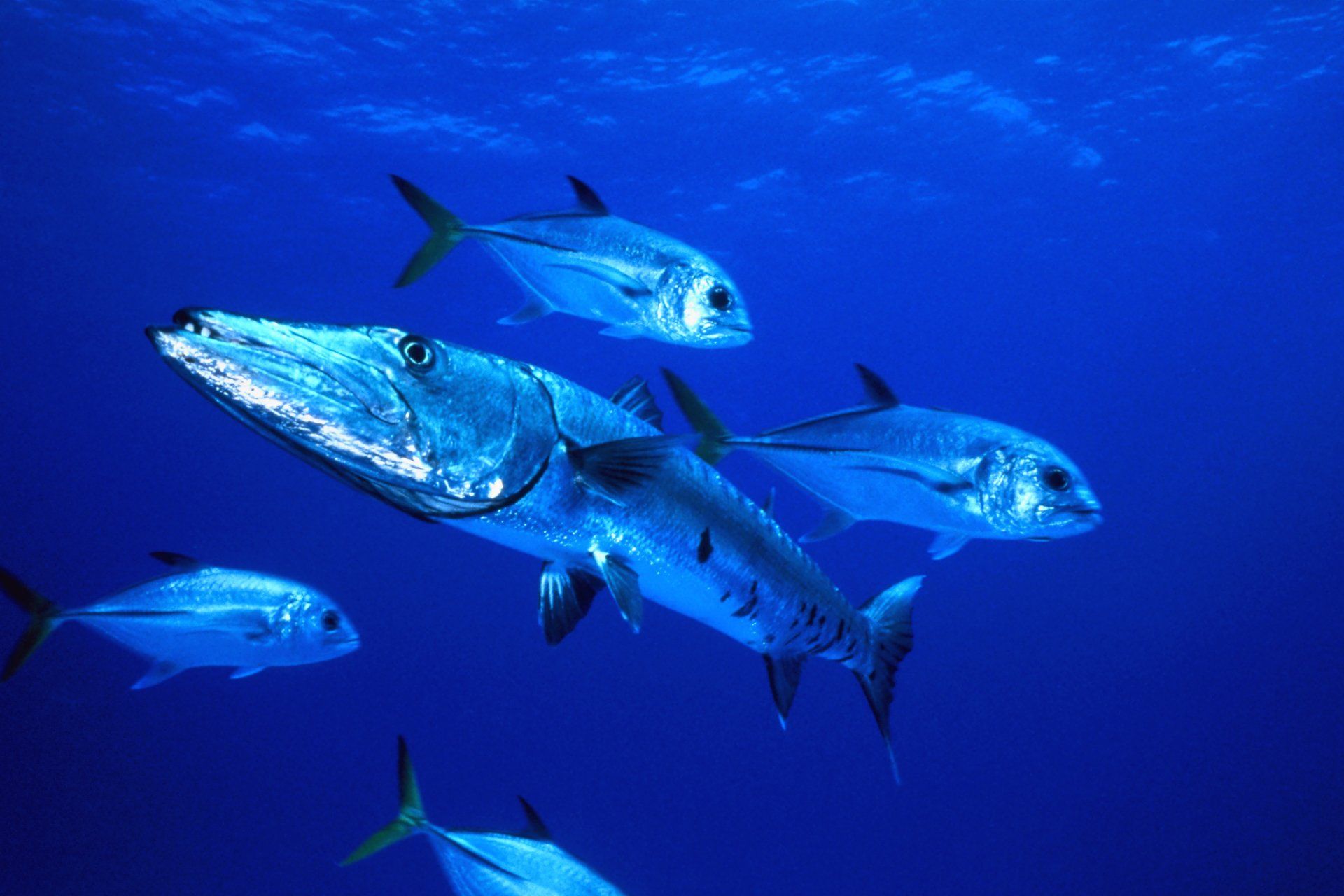1920x1280 Download Animal Barracuda HD Wallpaperx2048