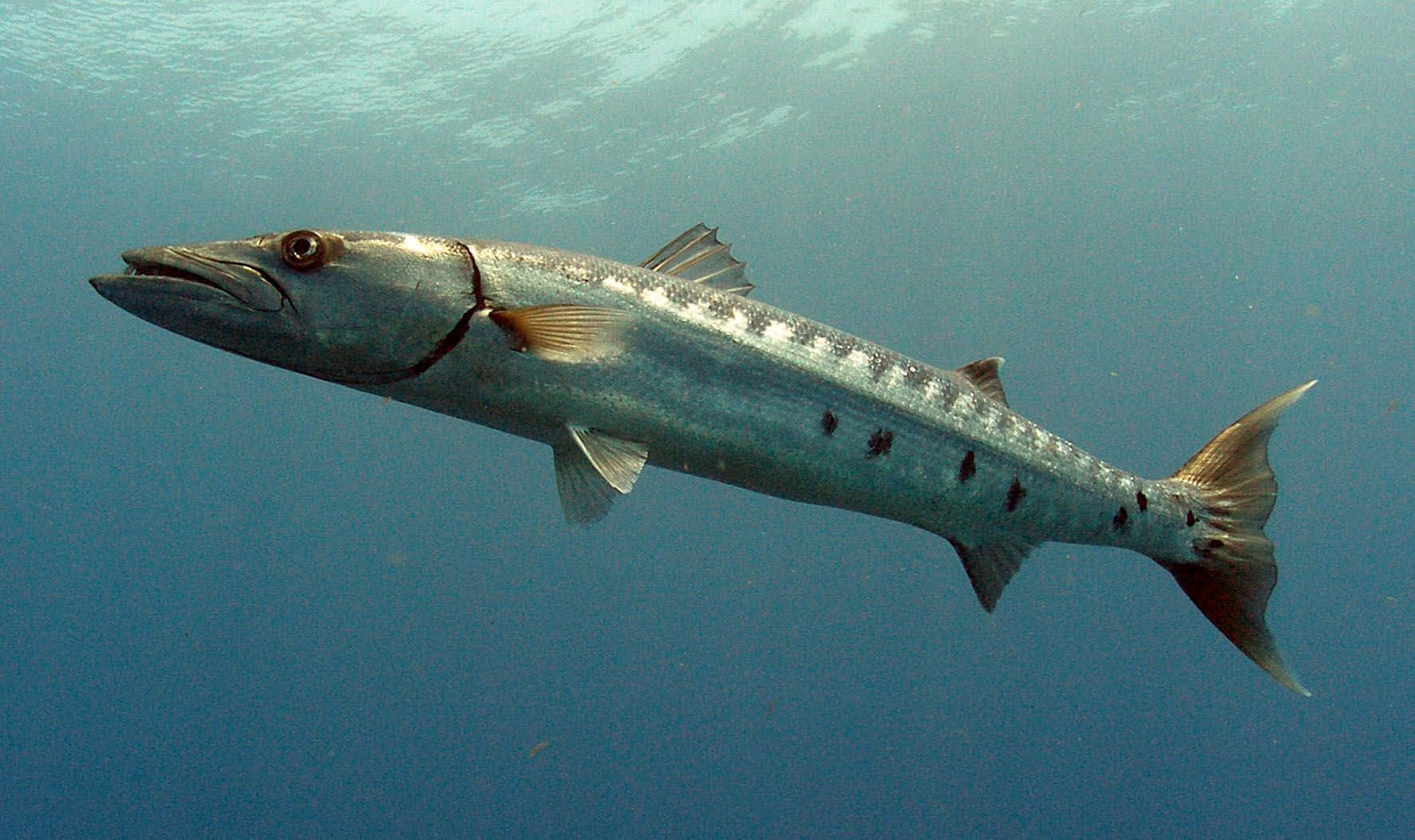 1773x1053 Download A Close Up View Of A Stunning Barracuda In Its Natural Underwater Habitat. Wallpaper