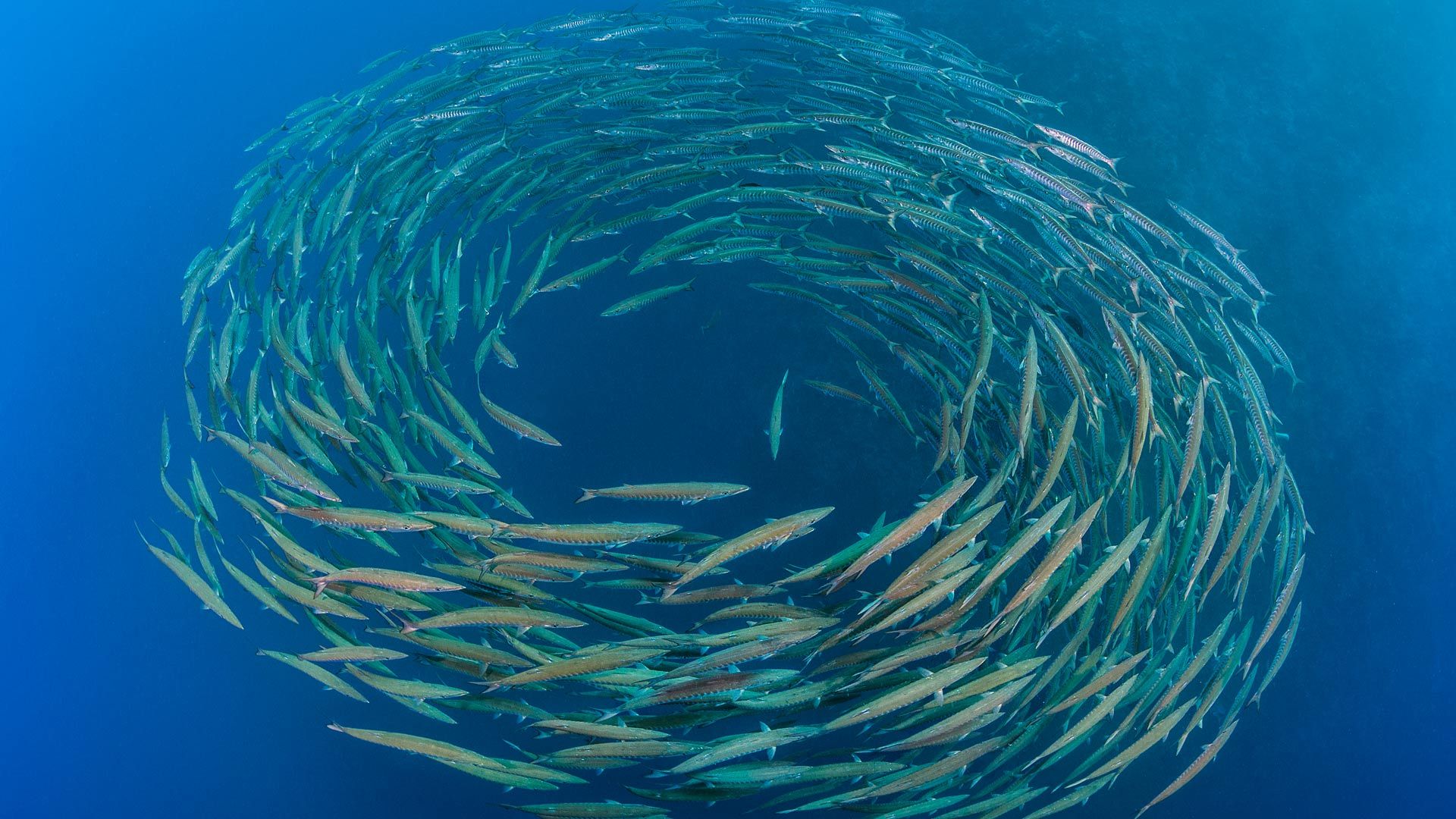 1920x1080 Bing HD Wallpaper Jul 2025: Barracudas at Shark Reef, Ras Mohammed National Park, Sinai Peninsula, Egypt Wallpaper Gallery
