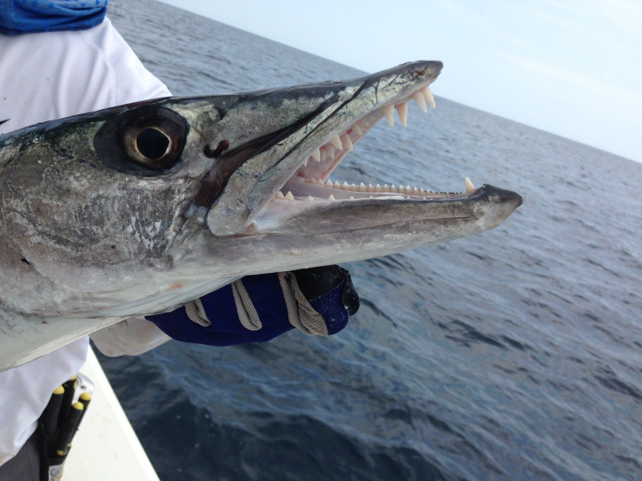 2048x1536 Barracuda Basics: Tips for Catching & Fishing Techniques