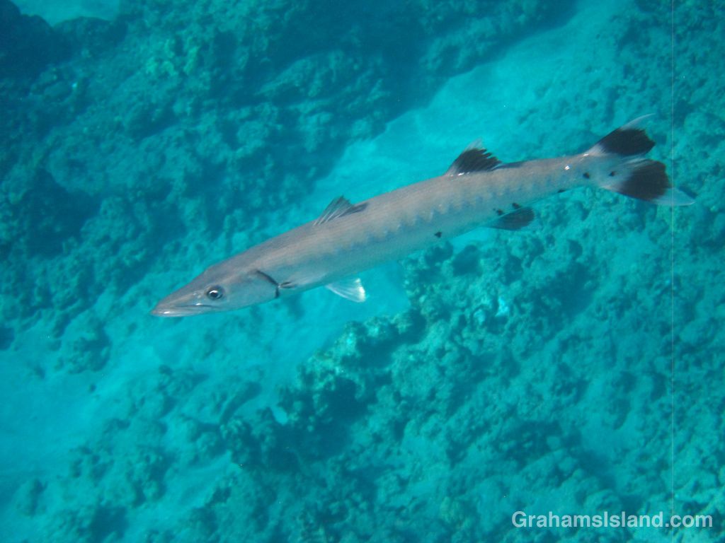 1024x768 Barracudas. Graham's Island