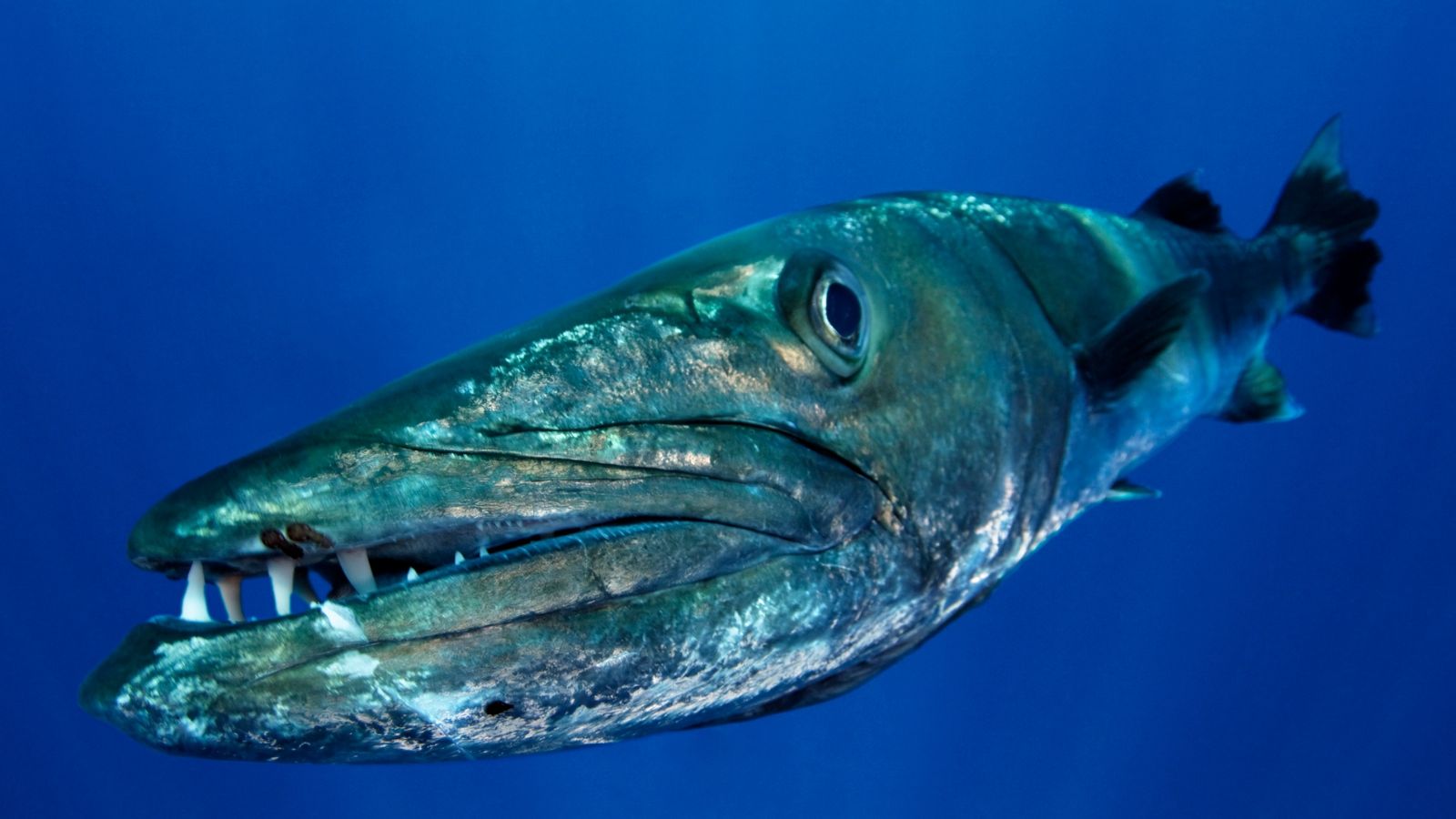 1600x900 Giant Barracuda Shows How It's Fast As A Torpedo While Charging A Fish