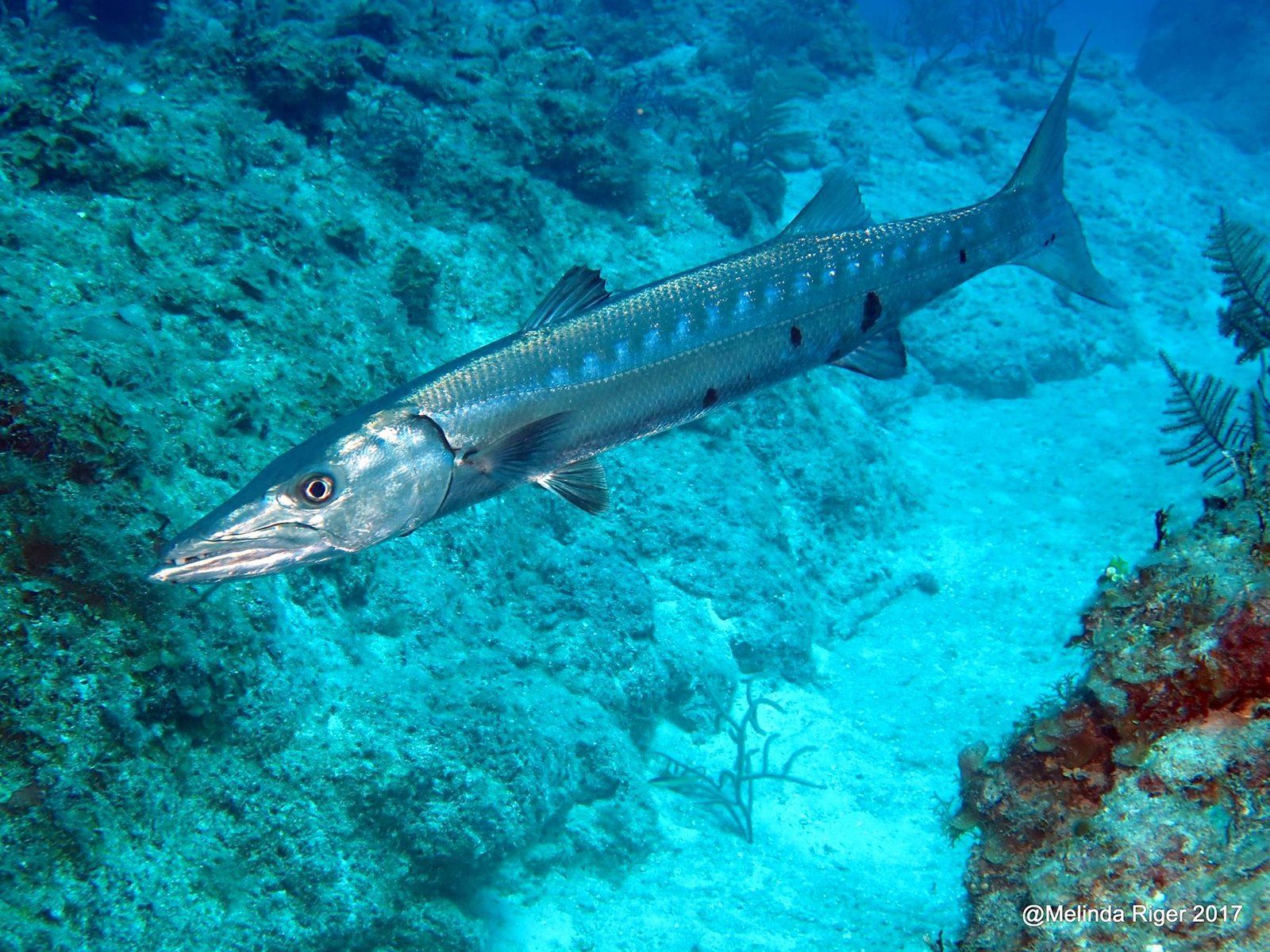 1600x1200 PLEASE STOP EATING BARRACUDA”: Top doc warns against consuming popular fish