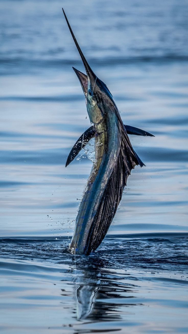 736x1308 Barracuda (Sphyraena) Documentary