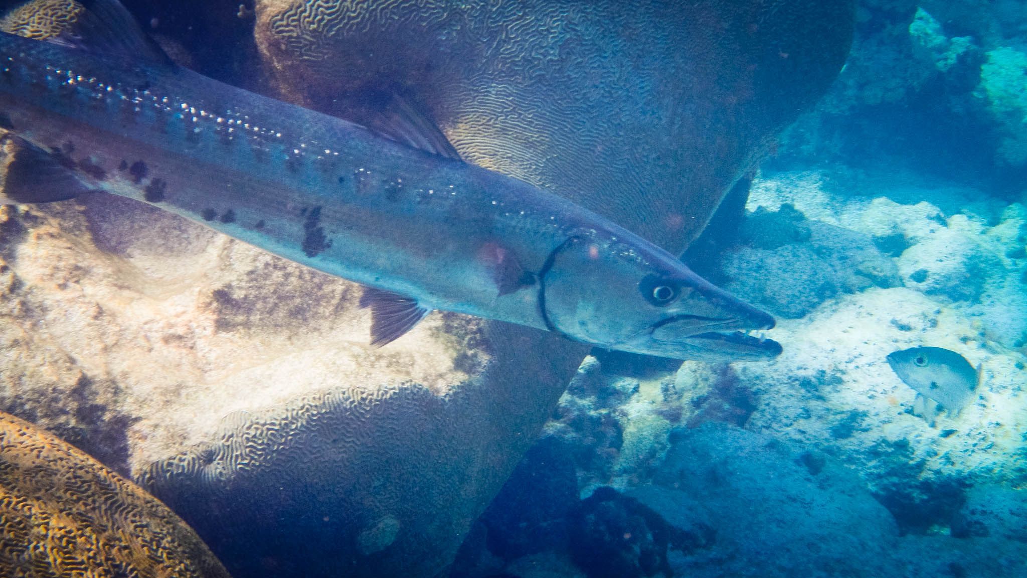 2048x1152 Hey Barra Barracuda: Photo Of