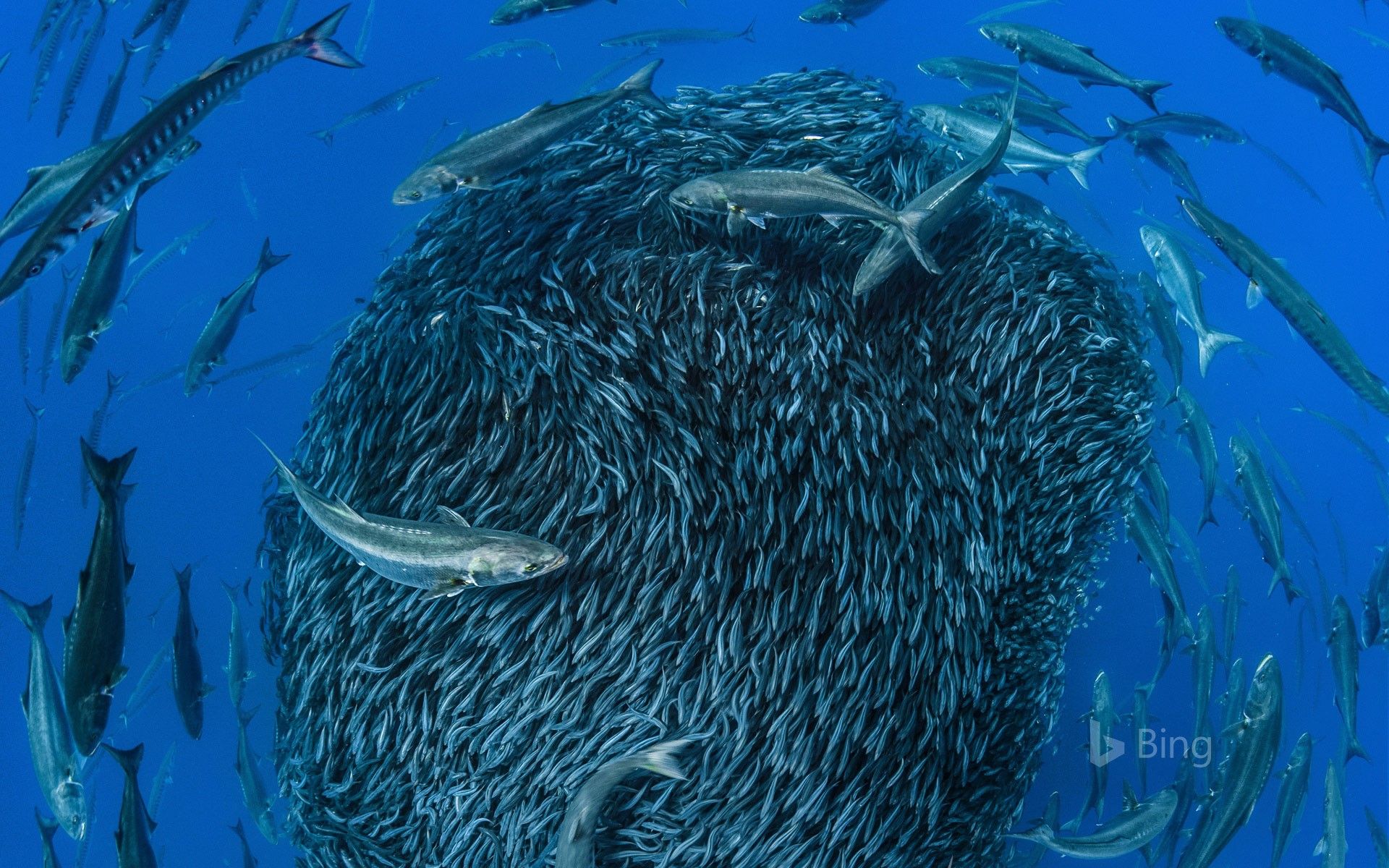 1920x1200 European barracuda and bluefish circling a bait ball of Atlantic horse mackerel off the shore of the Formigas Islets, Azores Wallpaper