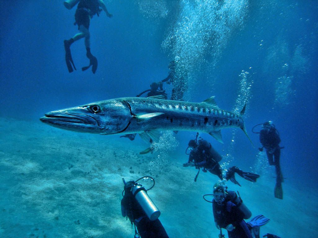 1024x768 Species Spotlight: The Barracuda Conservation International