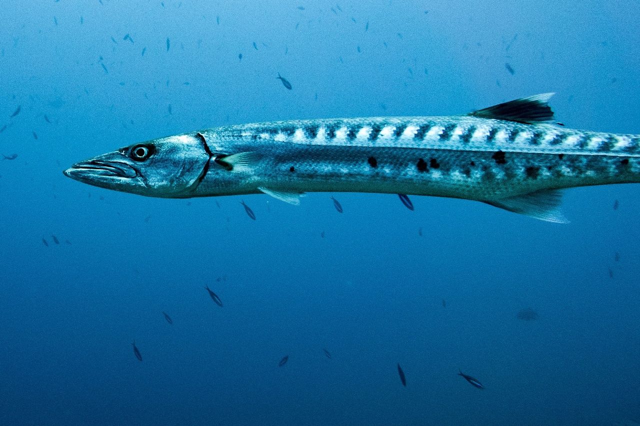 1280x853 Great Barracudas Lau Diving Centers