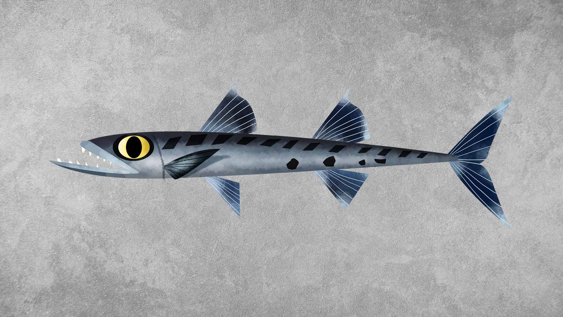 1920x1080 Great Barracuda: Facts, Size, Dangers