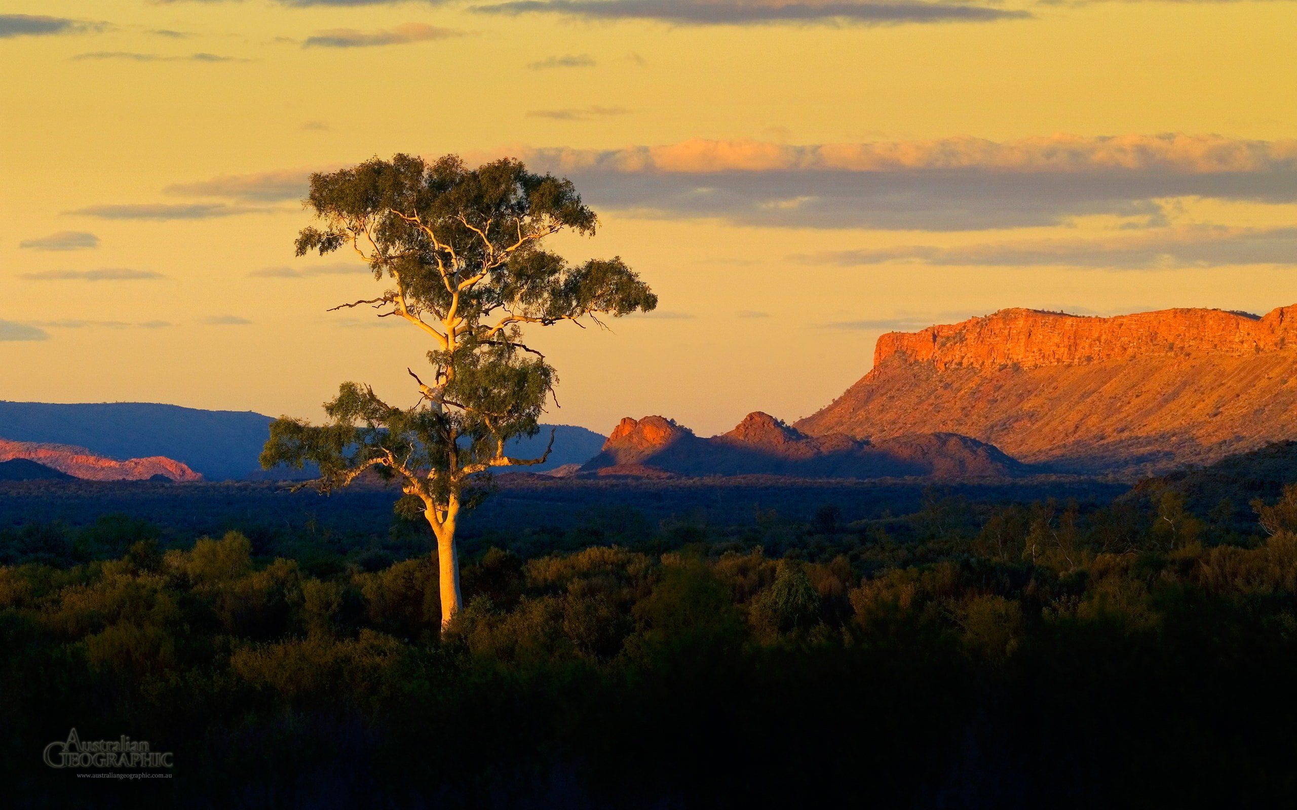 2560x1600 Alice Springs ghost gum