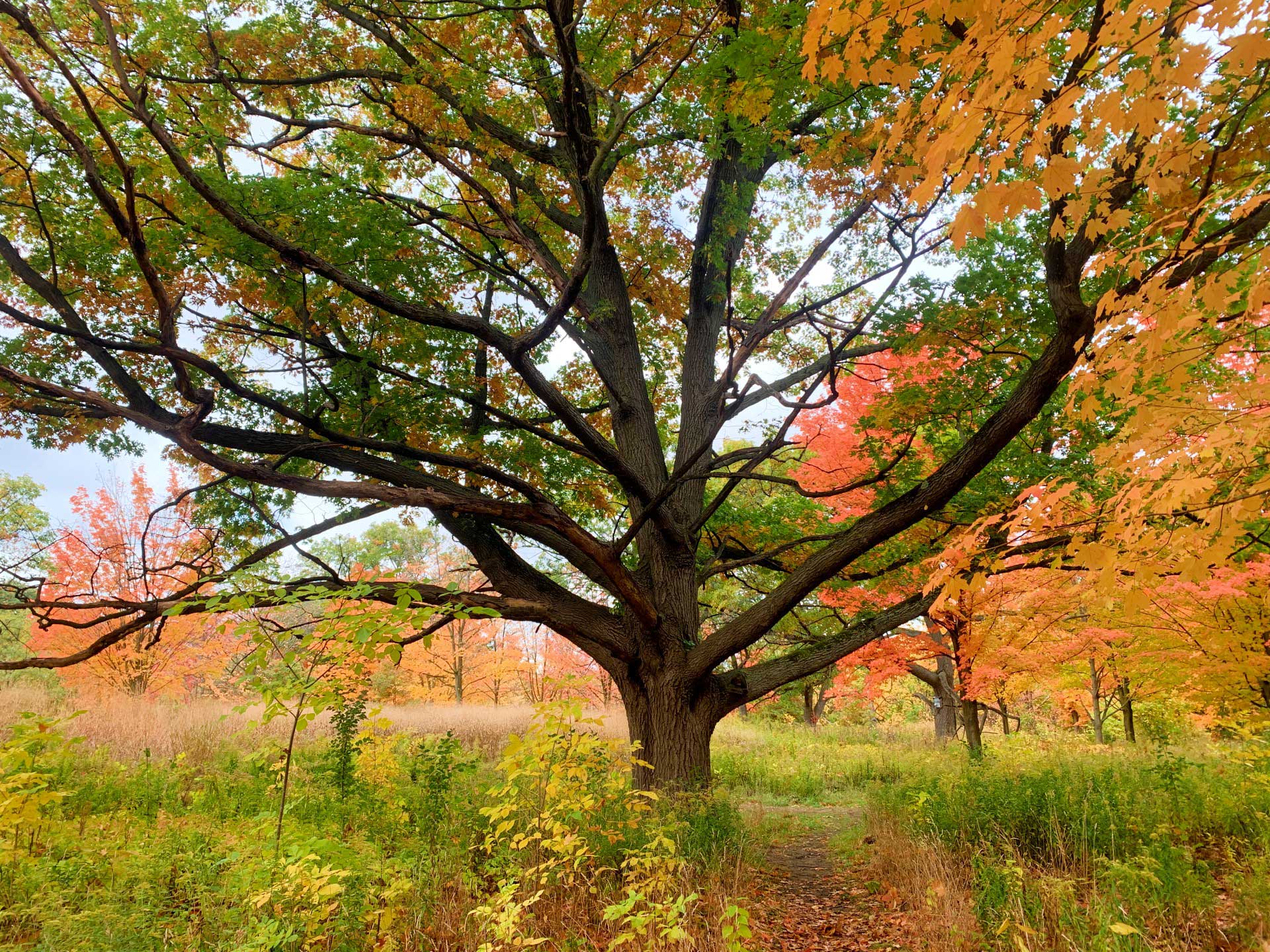 1920x1440 Resources Park Nature