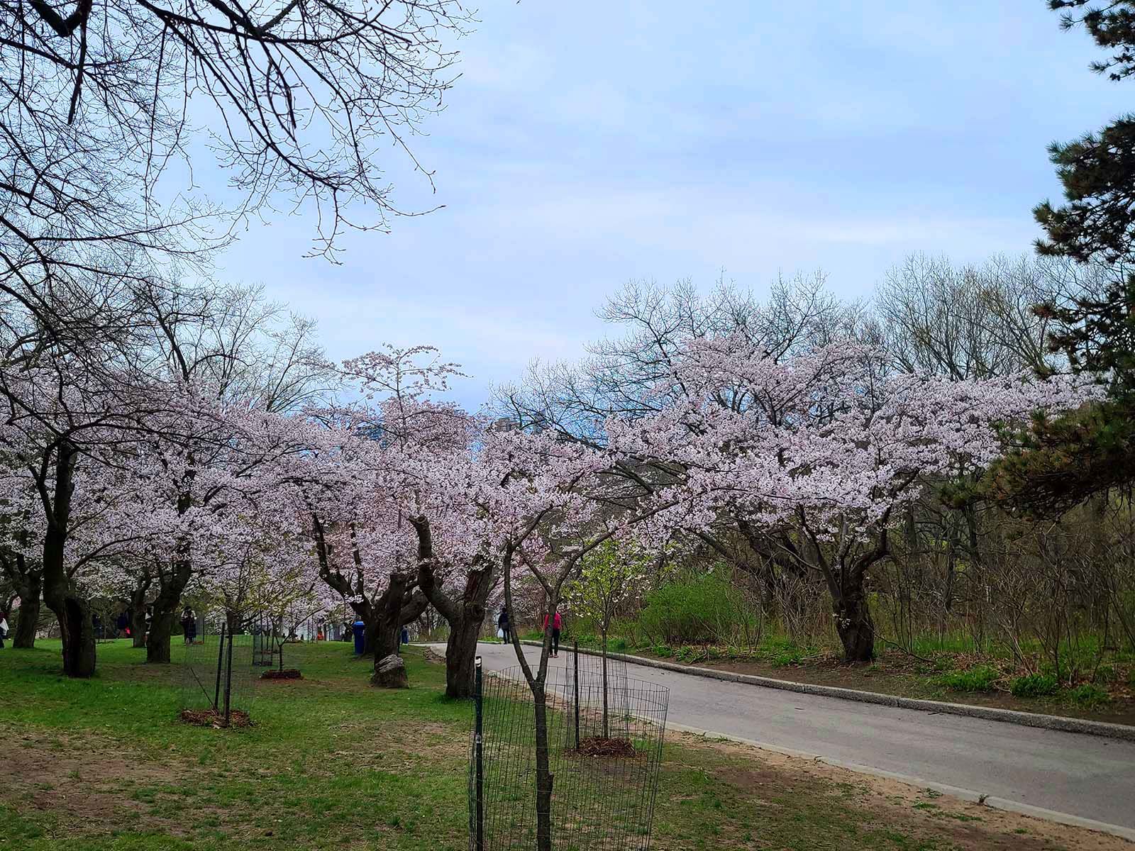 1600x1200 High Park Cherry Blossoms [Toronto, ON]