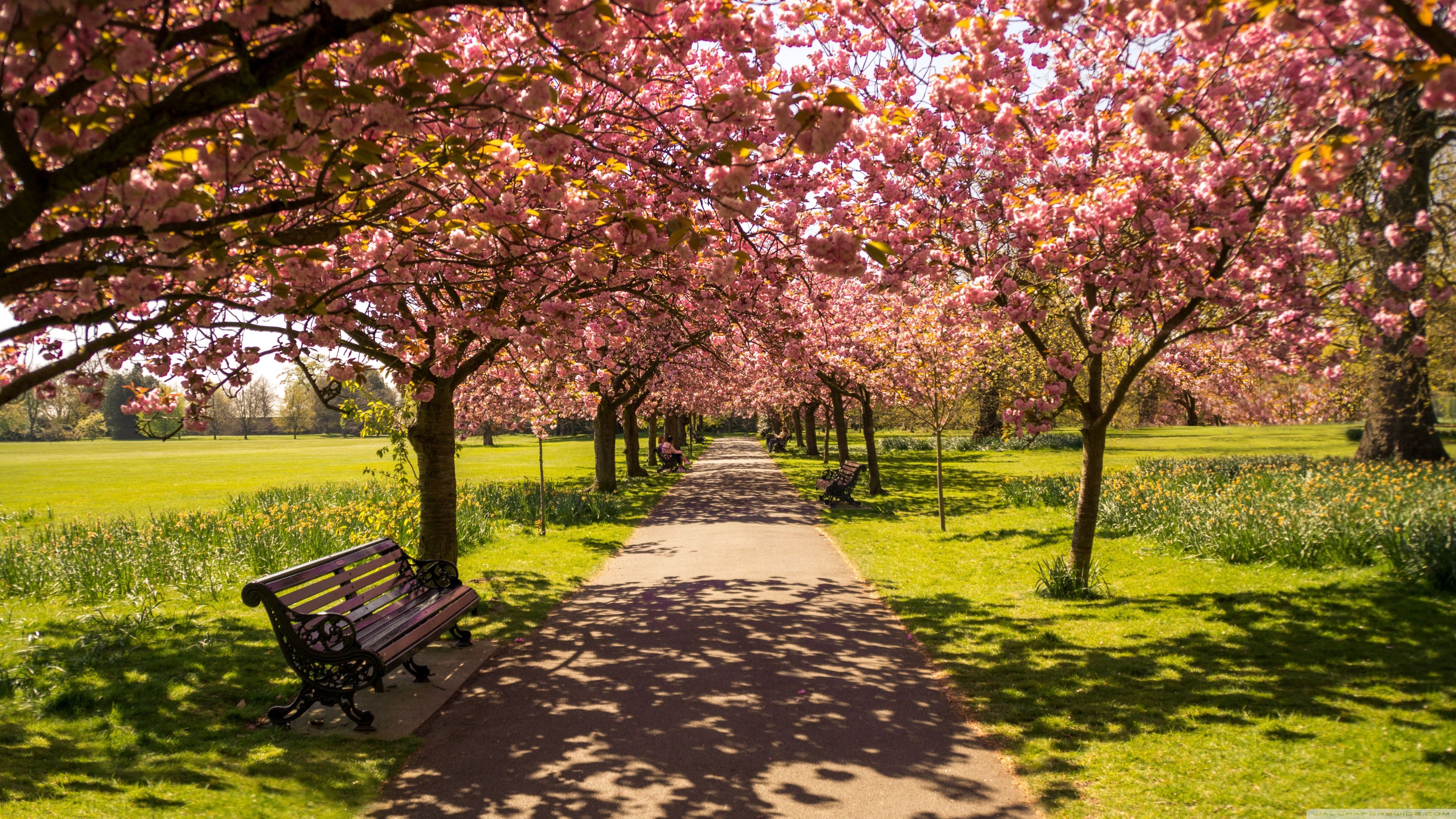 3840x2160 Park Alley Springtime 4K UHD Wallpaper for UltraHD Desktop and TV : Widescreen and UltraWide Display : Smartphone and Tablet Devices