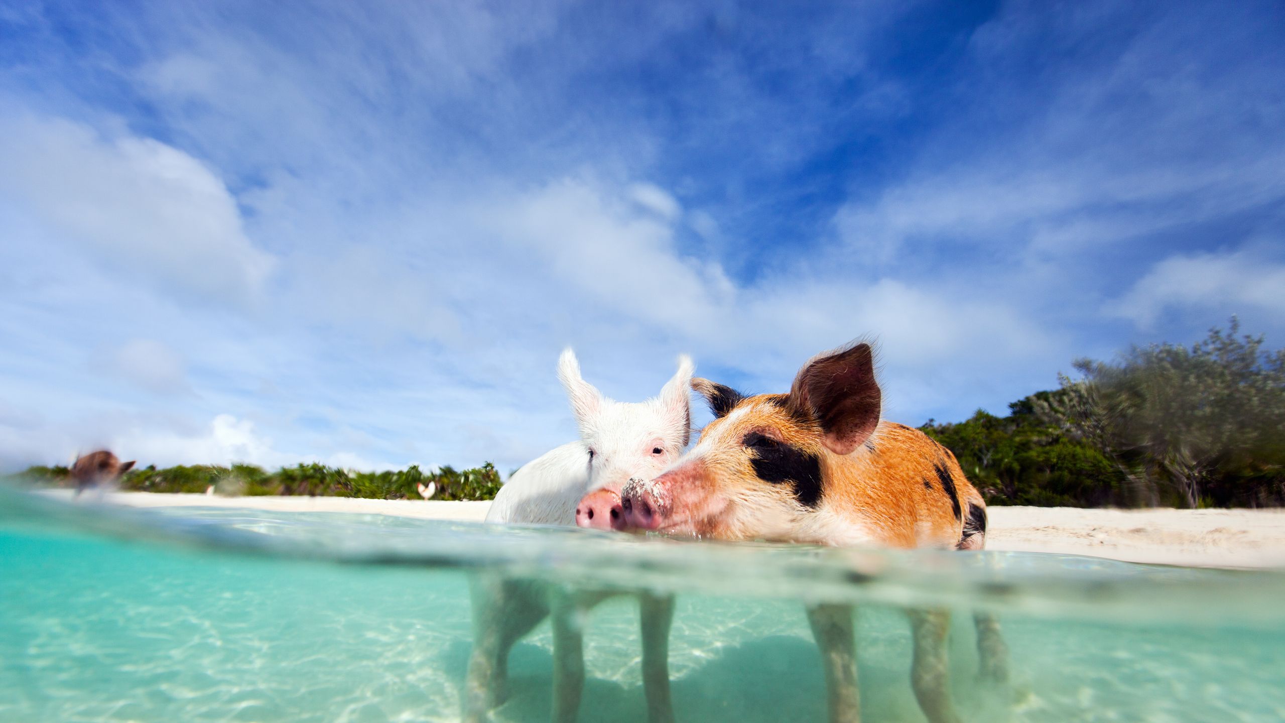 2560x1440 Exuma Pigs Found Dead, Tourists May Be to Blame. Condé Nast Traveler