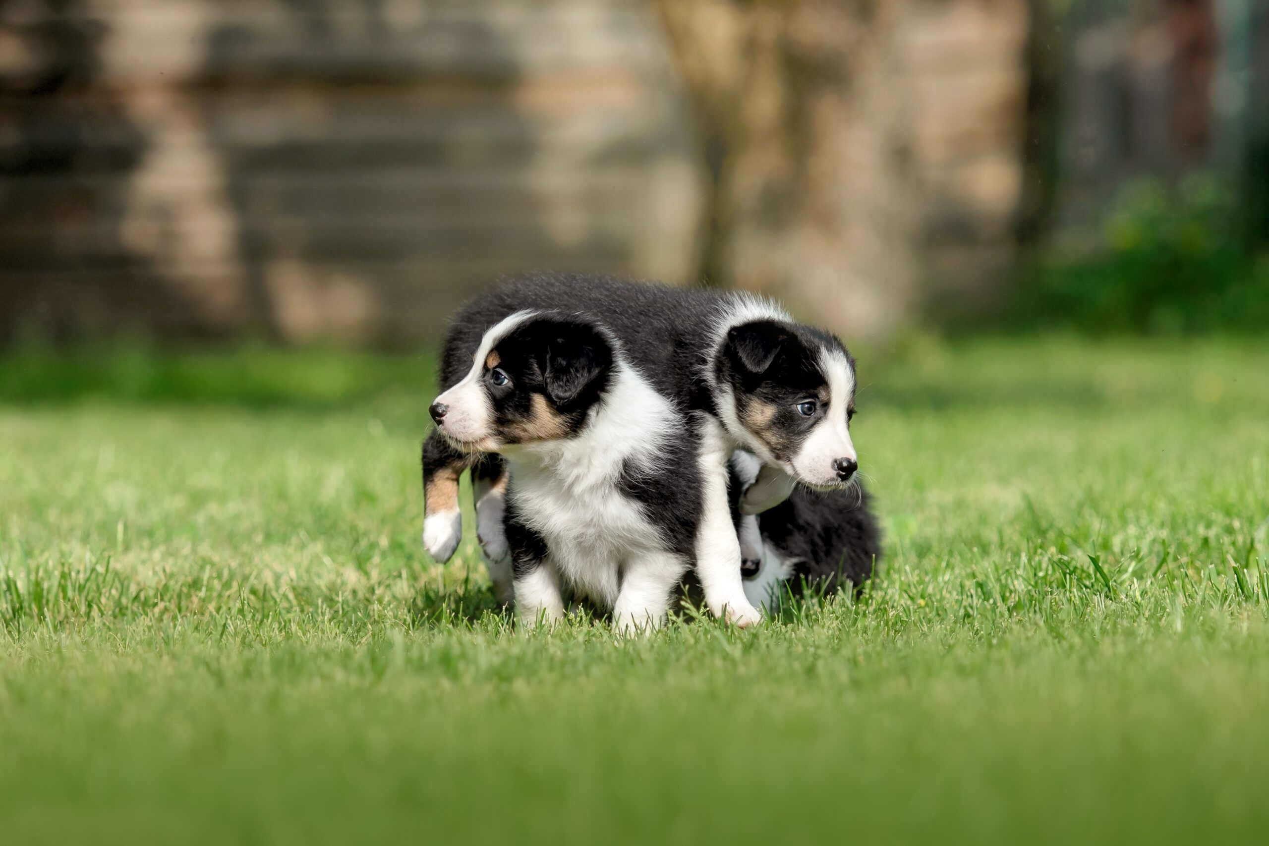 2560x1707 How to Design the Best Dog Park