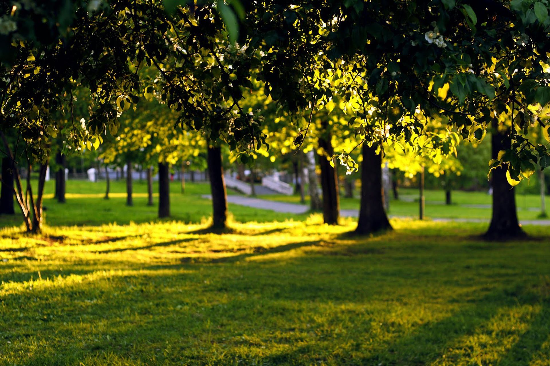 1920x1280 Download Photography Park HD Wallpaperx1280