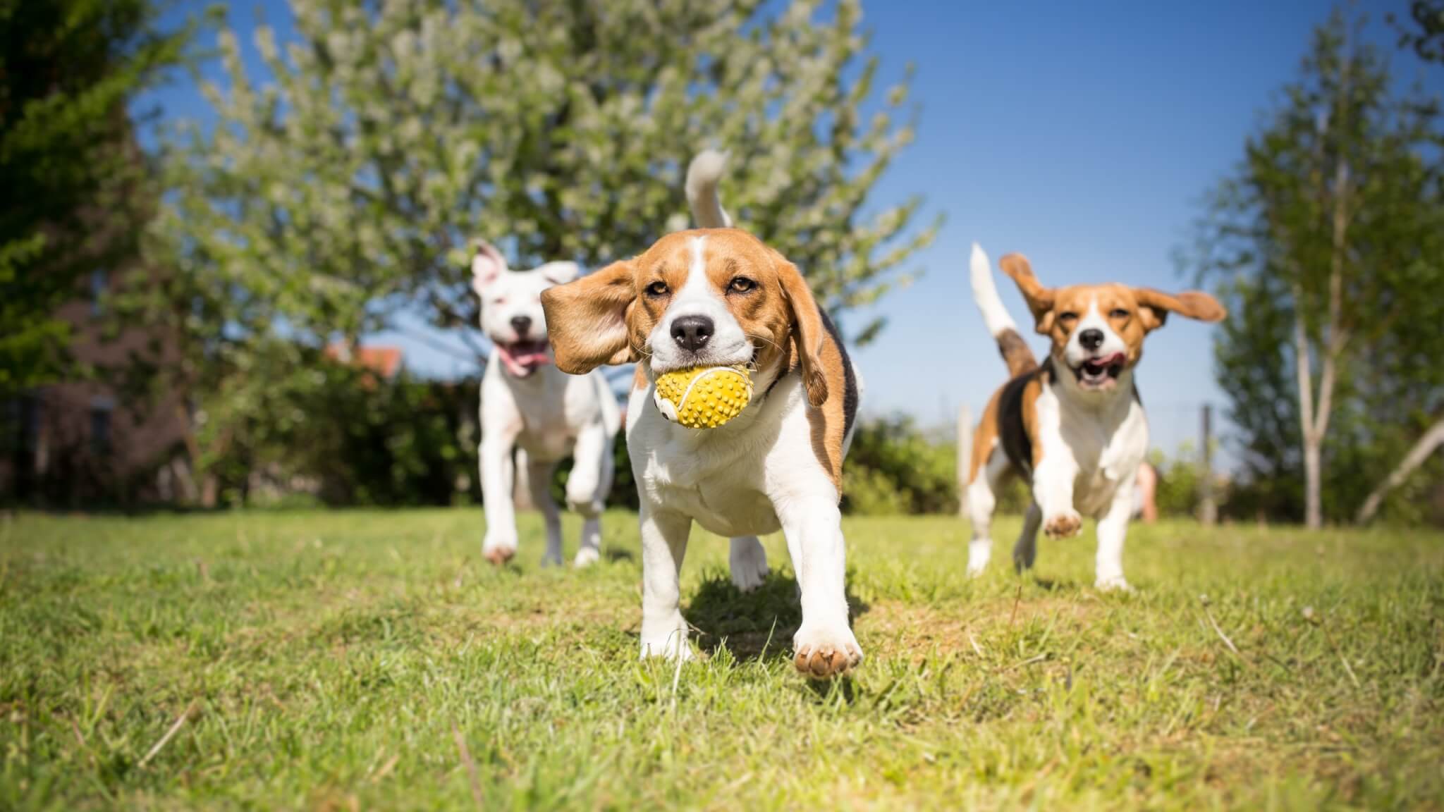 2048x1152 Dog Friendly Parks In Nampa. Visit Nampa Idaho