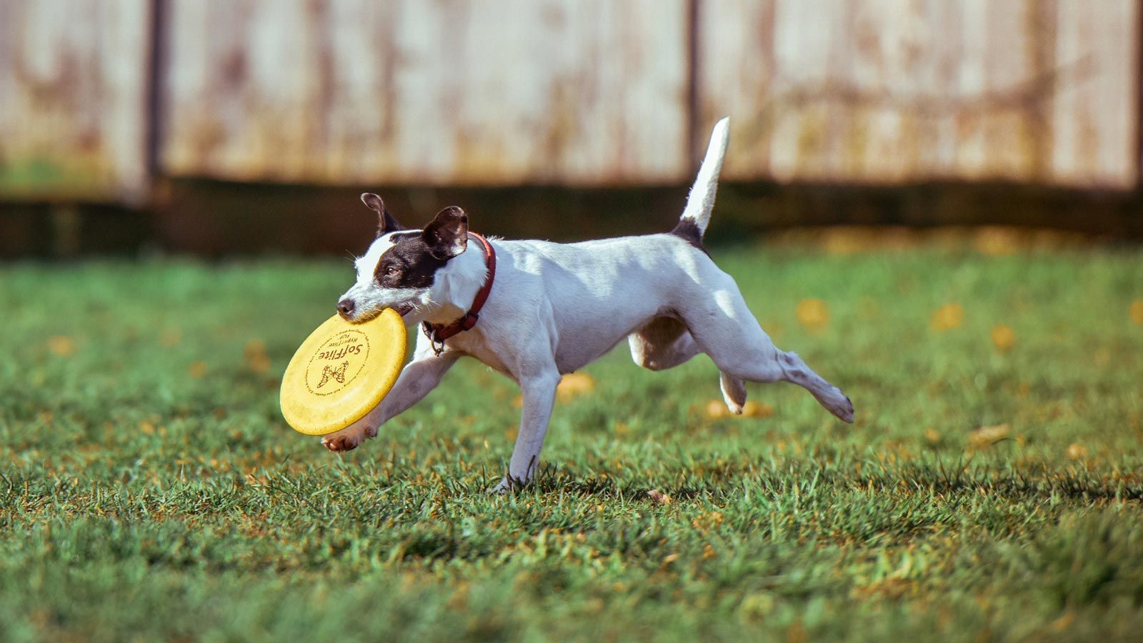 1600x900 Off Leash Dog Park Of Lakewood