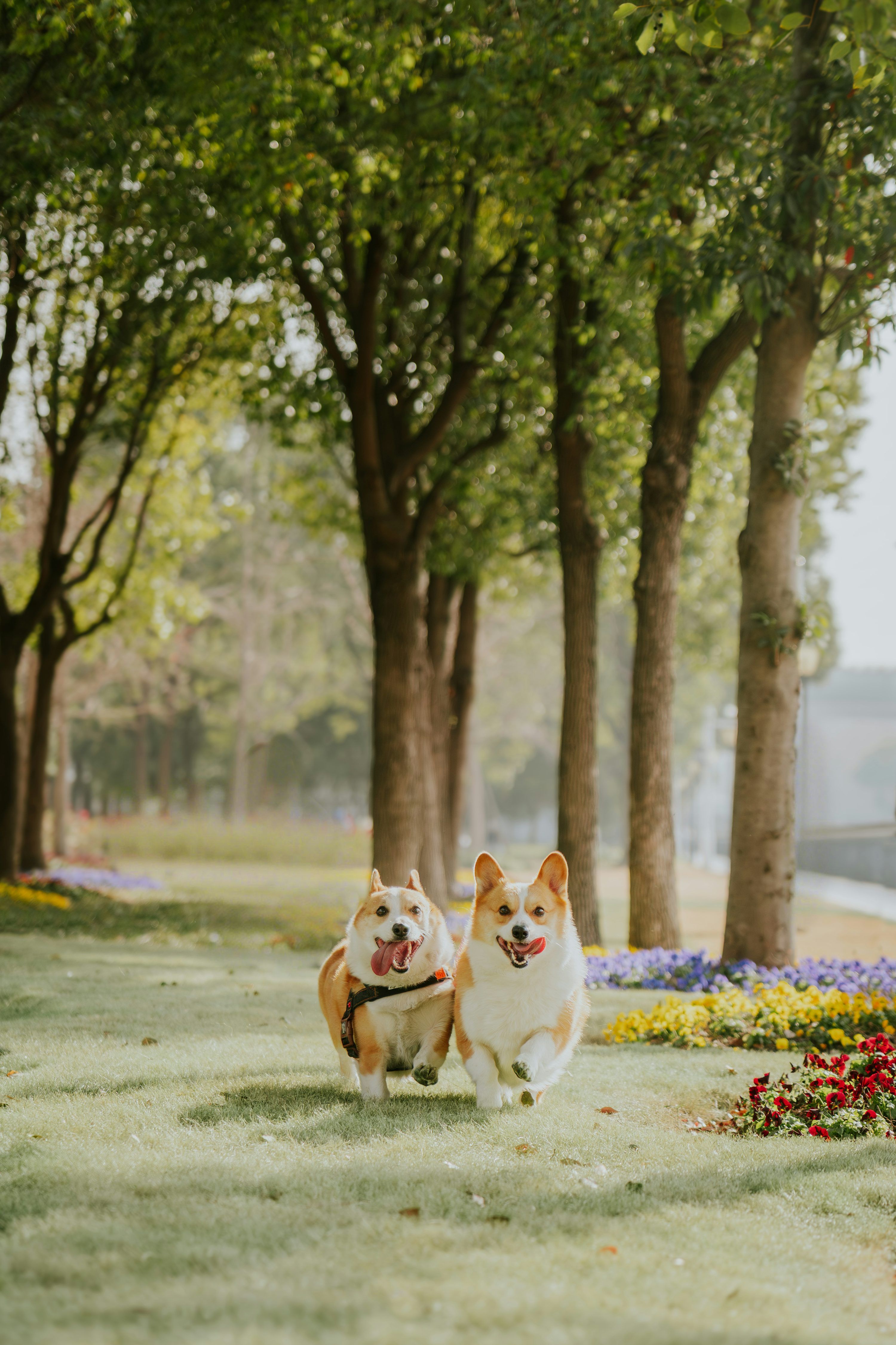 3000x4500 Two corgis running happily in a park photo
