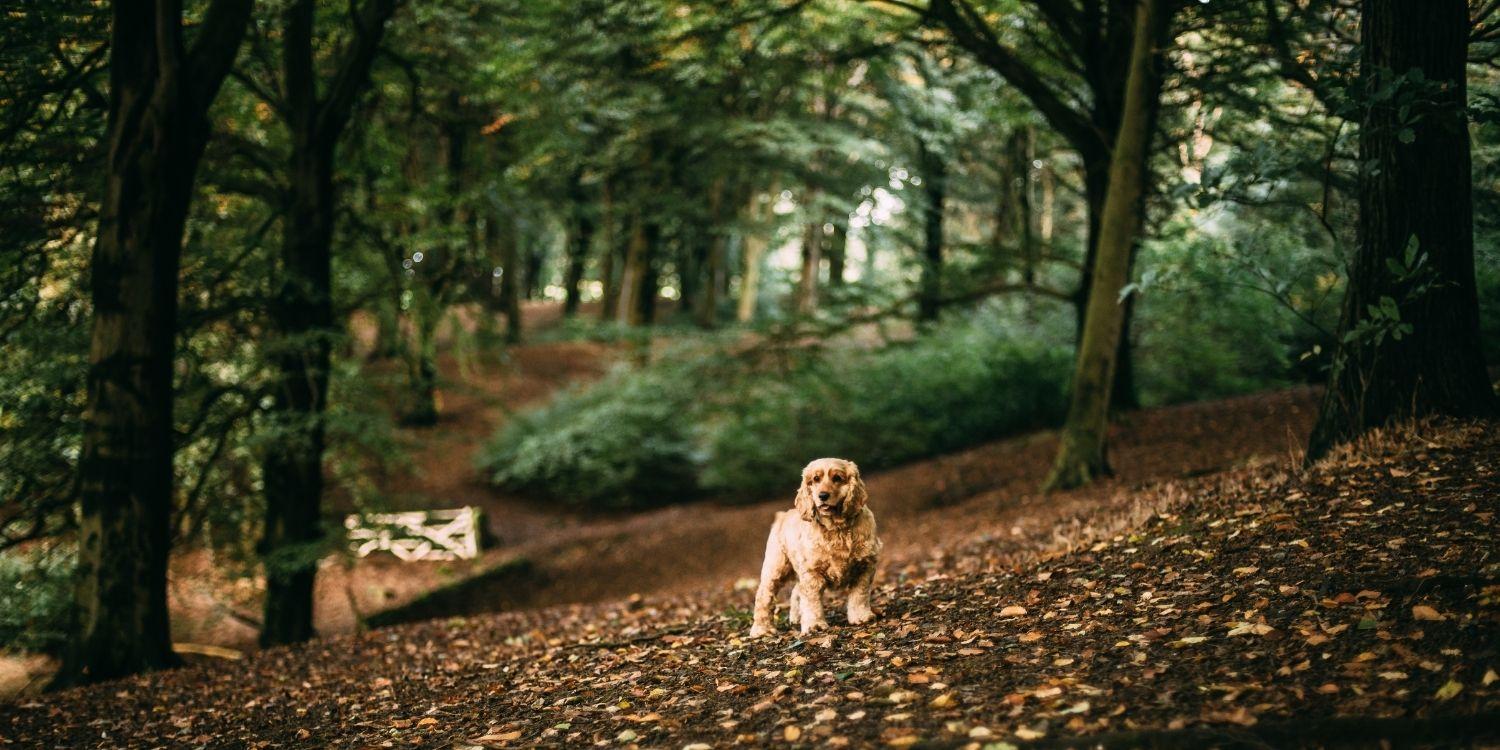 1500x750 The 19 Best Dog Parks & Hikes in Portland, OR Pet Care