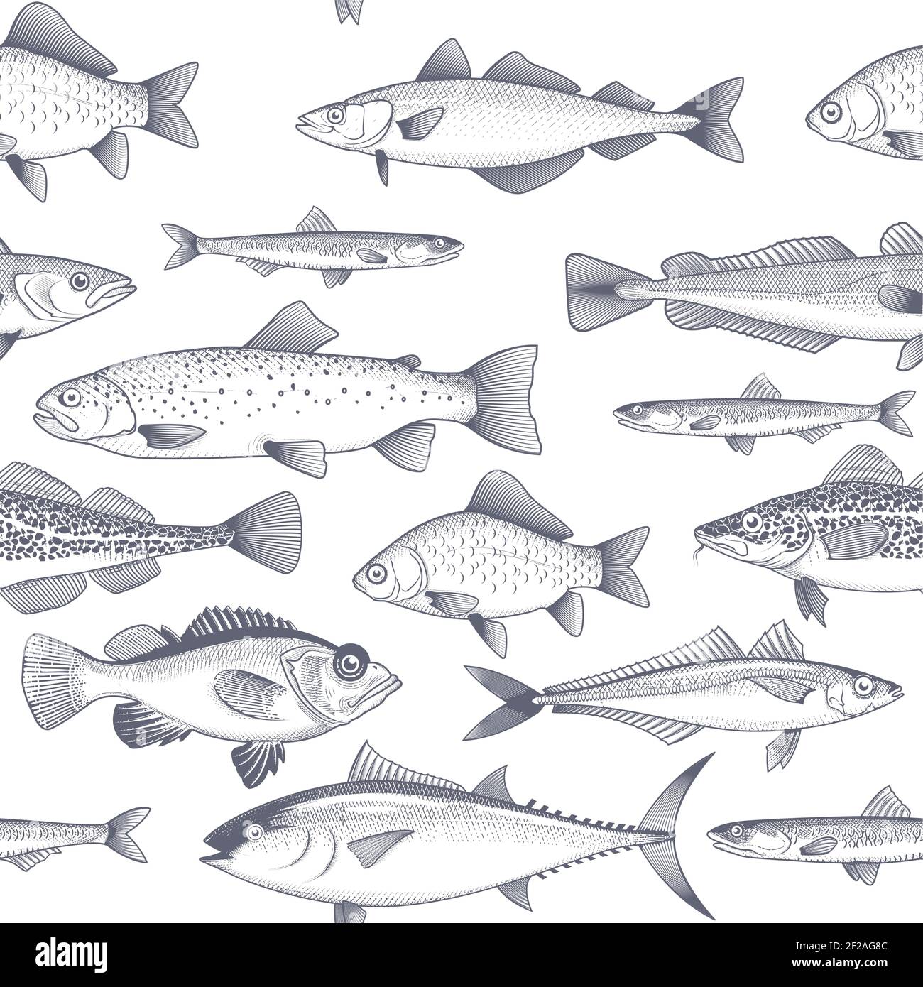 1300x1390 Seamless fish background, pattern of tuna, trout, mackerel and other commercial fish and seafood wallpaper, vector Stock Vector Image & Art