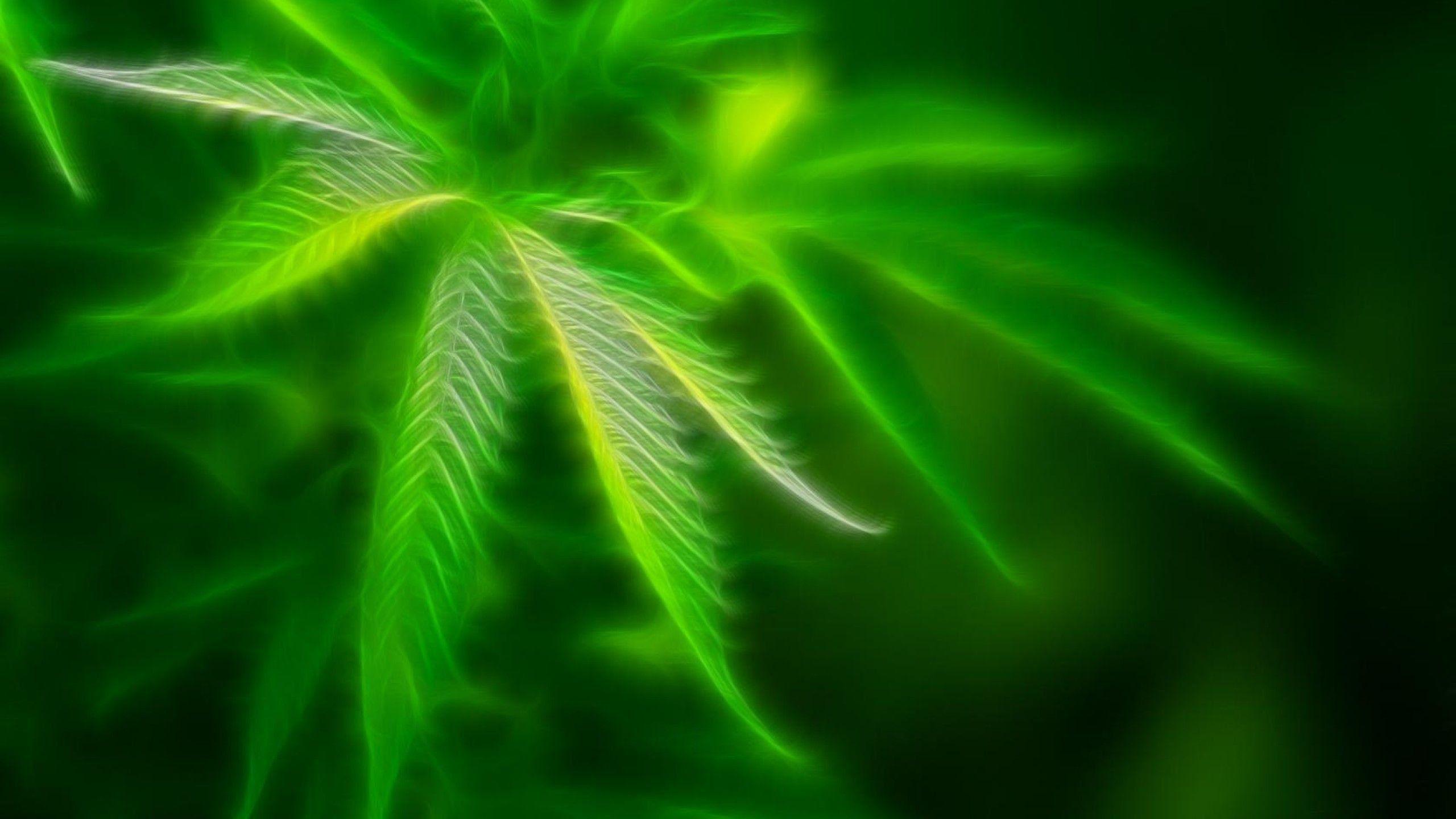 2560x1440 weed, Drugs, Marijuana, Nature, Psychedelic, Plant, Cannabis