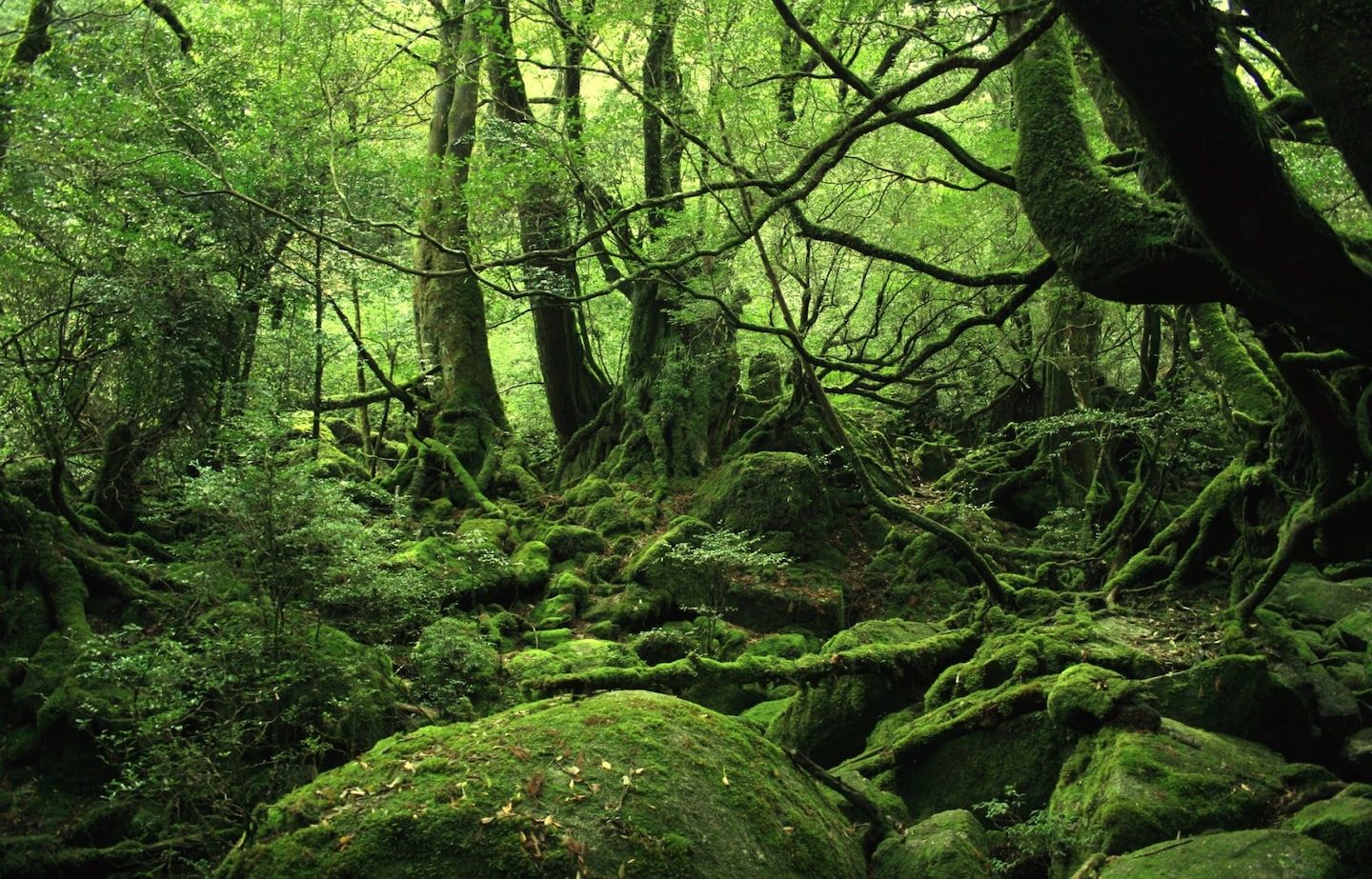 1440x923 Magical Ghibli Hikes. All About Japan