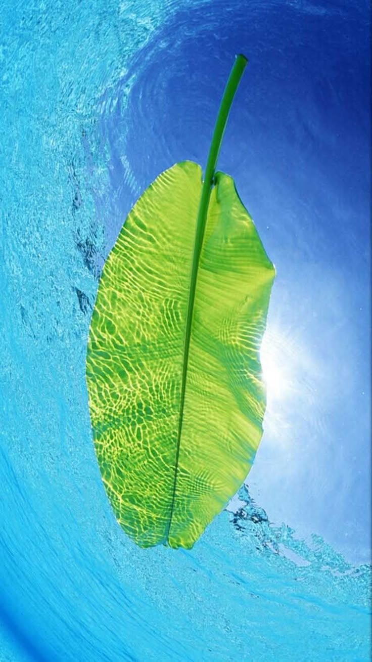 736x1309 Leaf Wallpaper: Il colore e' poesia dell'anima