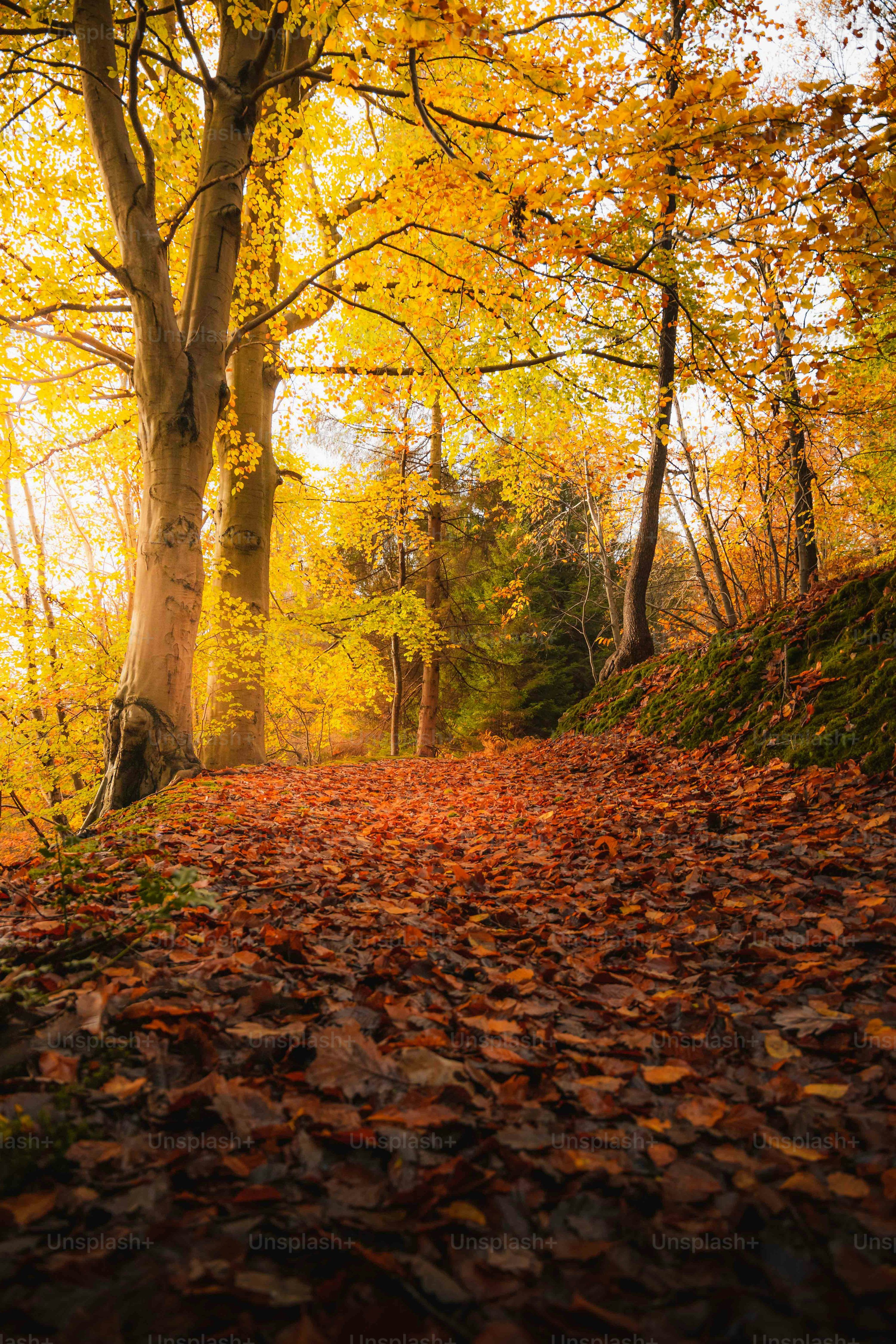 3000x4500 Nature Wallpaper: Free HD Download [4K]