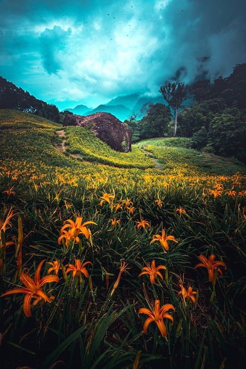 494x740 Nice nature Image