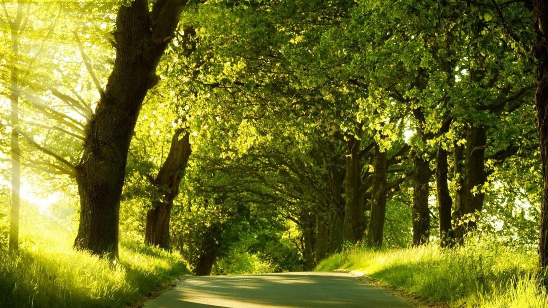 1920x1080 Green Natural Scenery Wallpaper