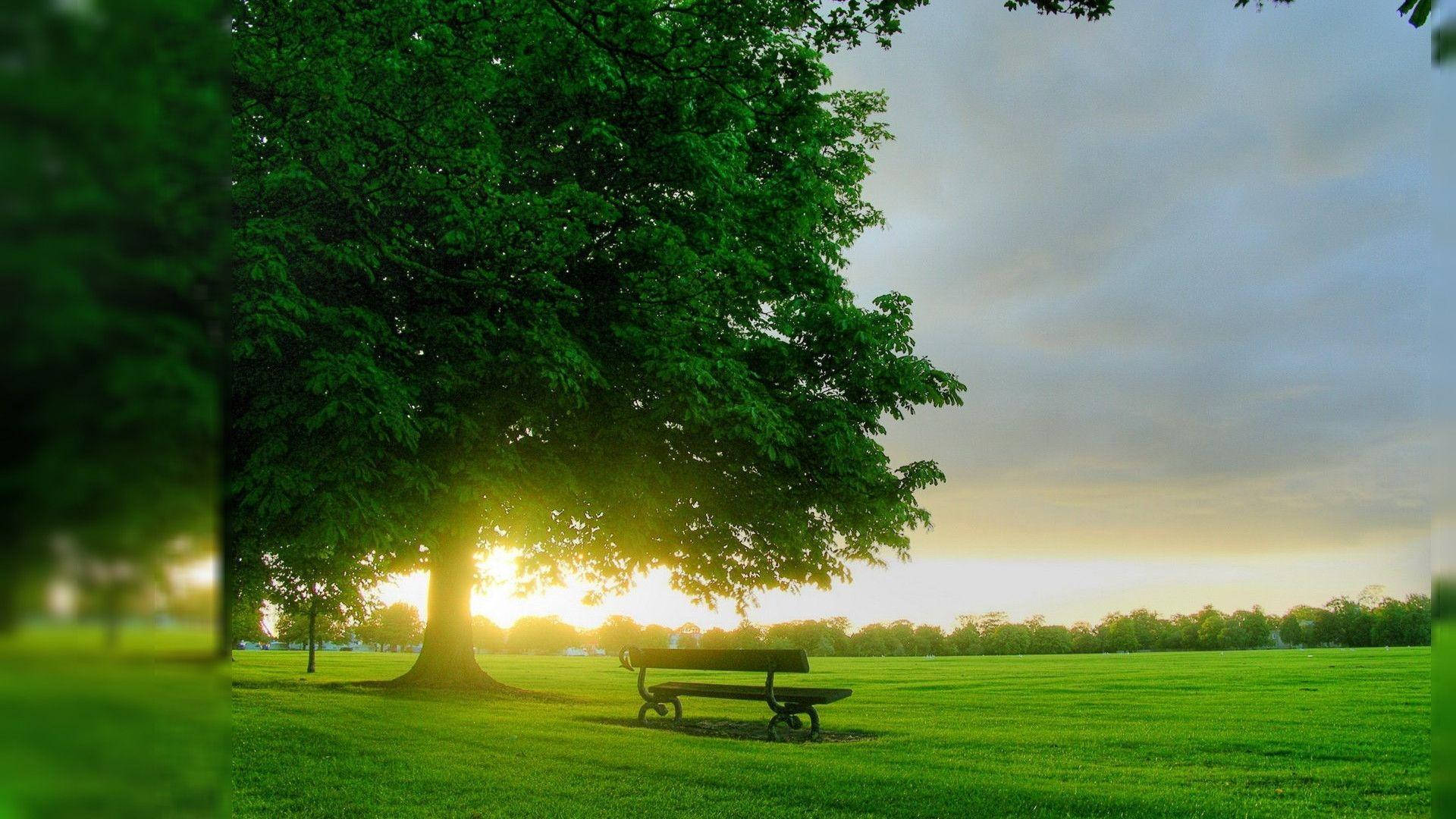 1920x1080 Download Nice Green Nature Wallpaper