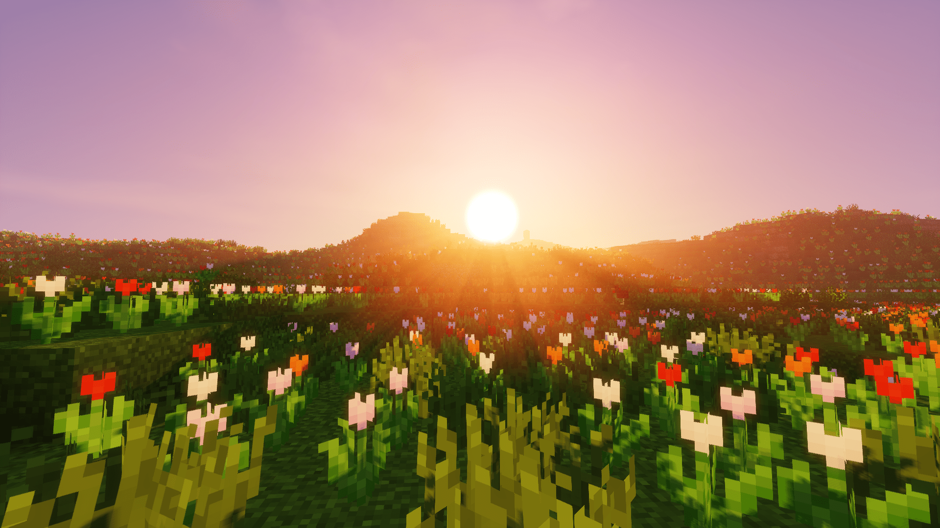 1920x1080 Flower Fields Sunrise