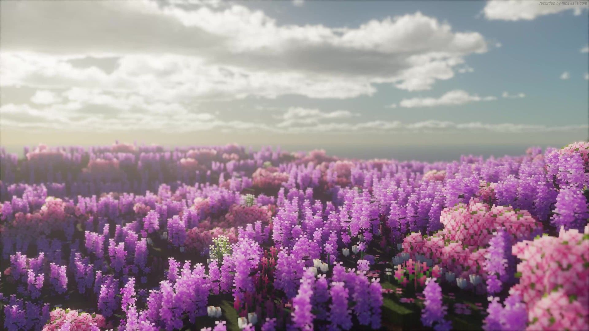 1920x1080 Lilac Field Minecraft Live Wallpaper