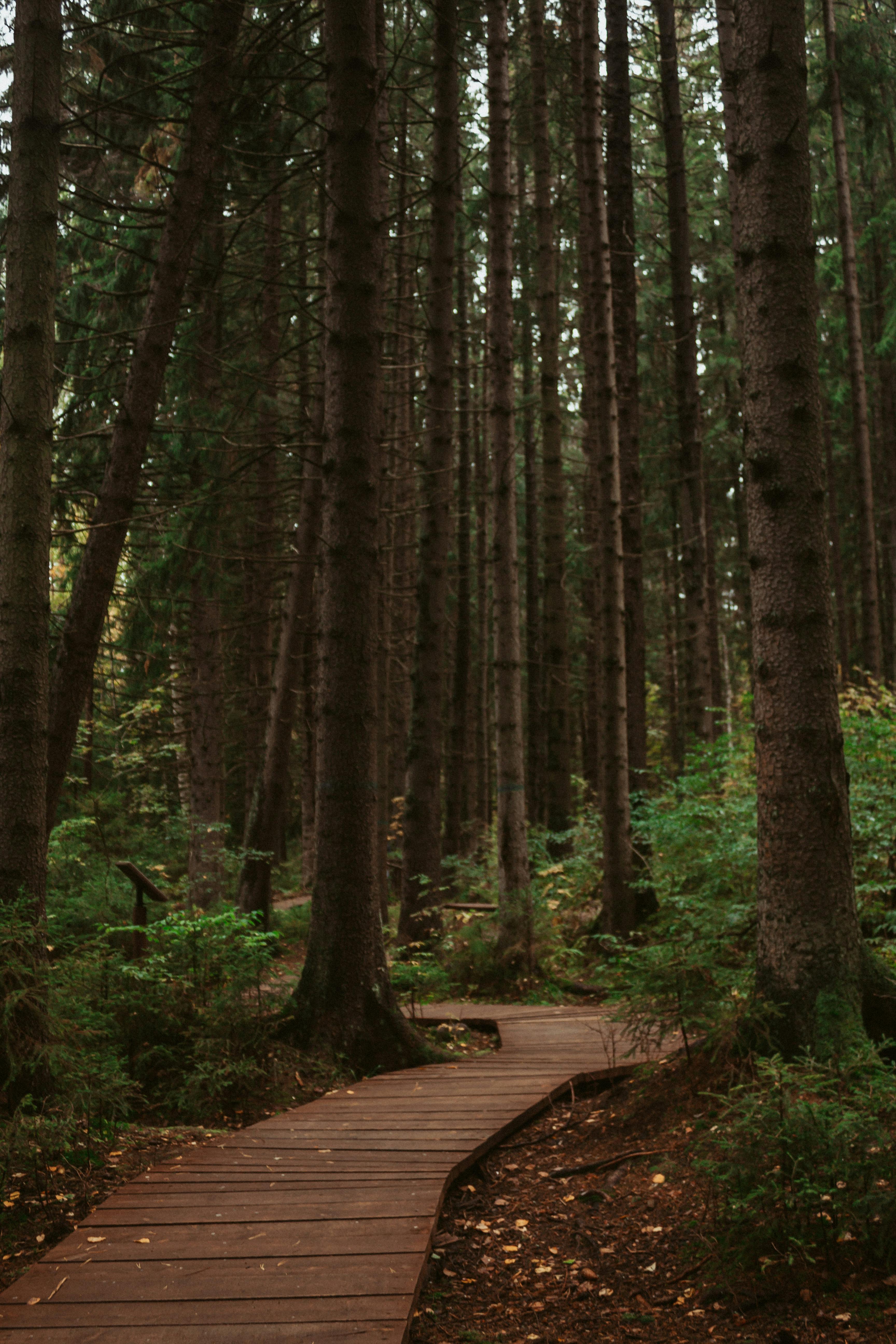 3456x5184 Wooden Path in the Forest · Free