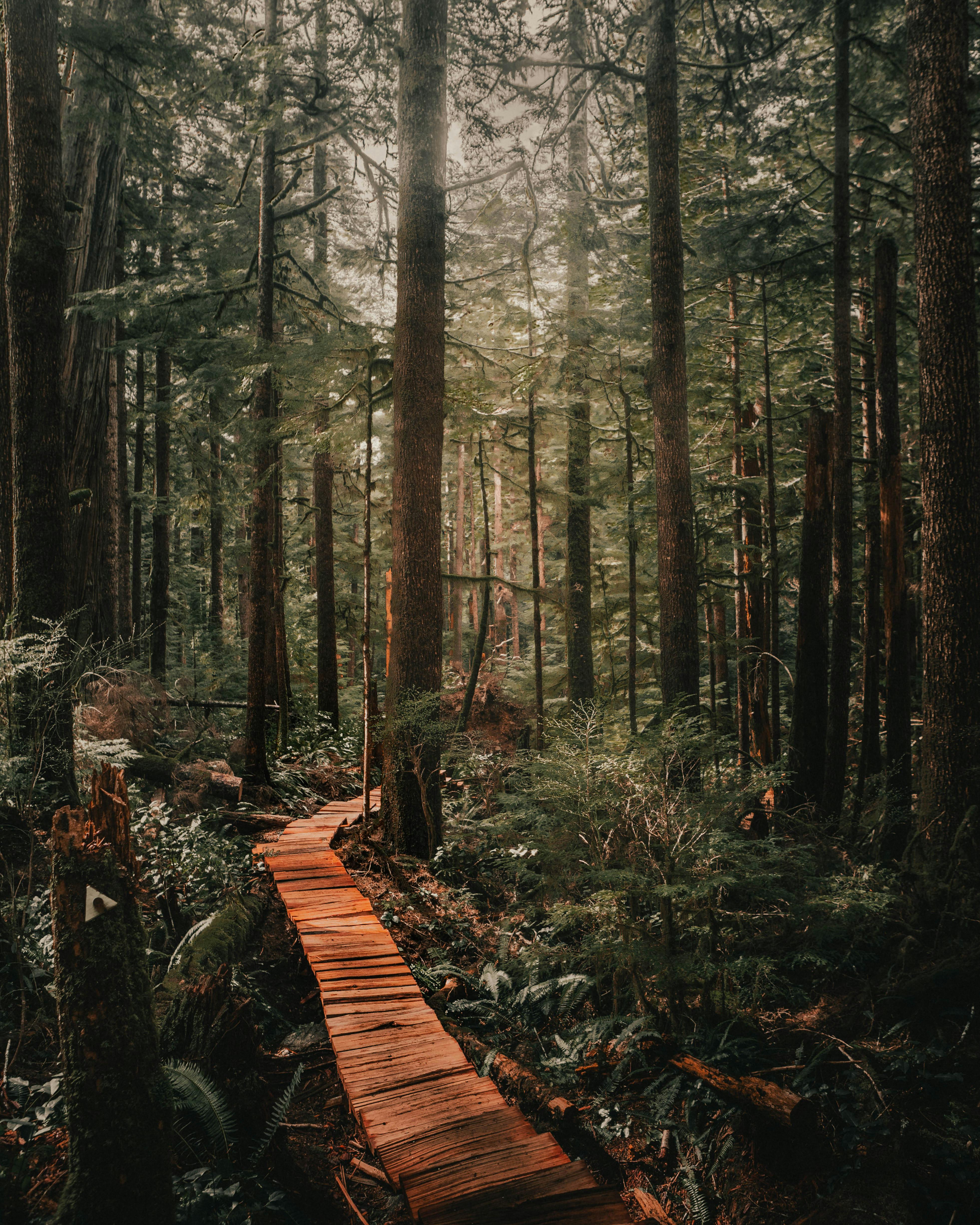 3924x4905 Wooden Pathway in the Forest · Free