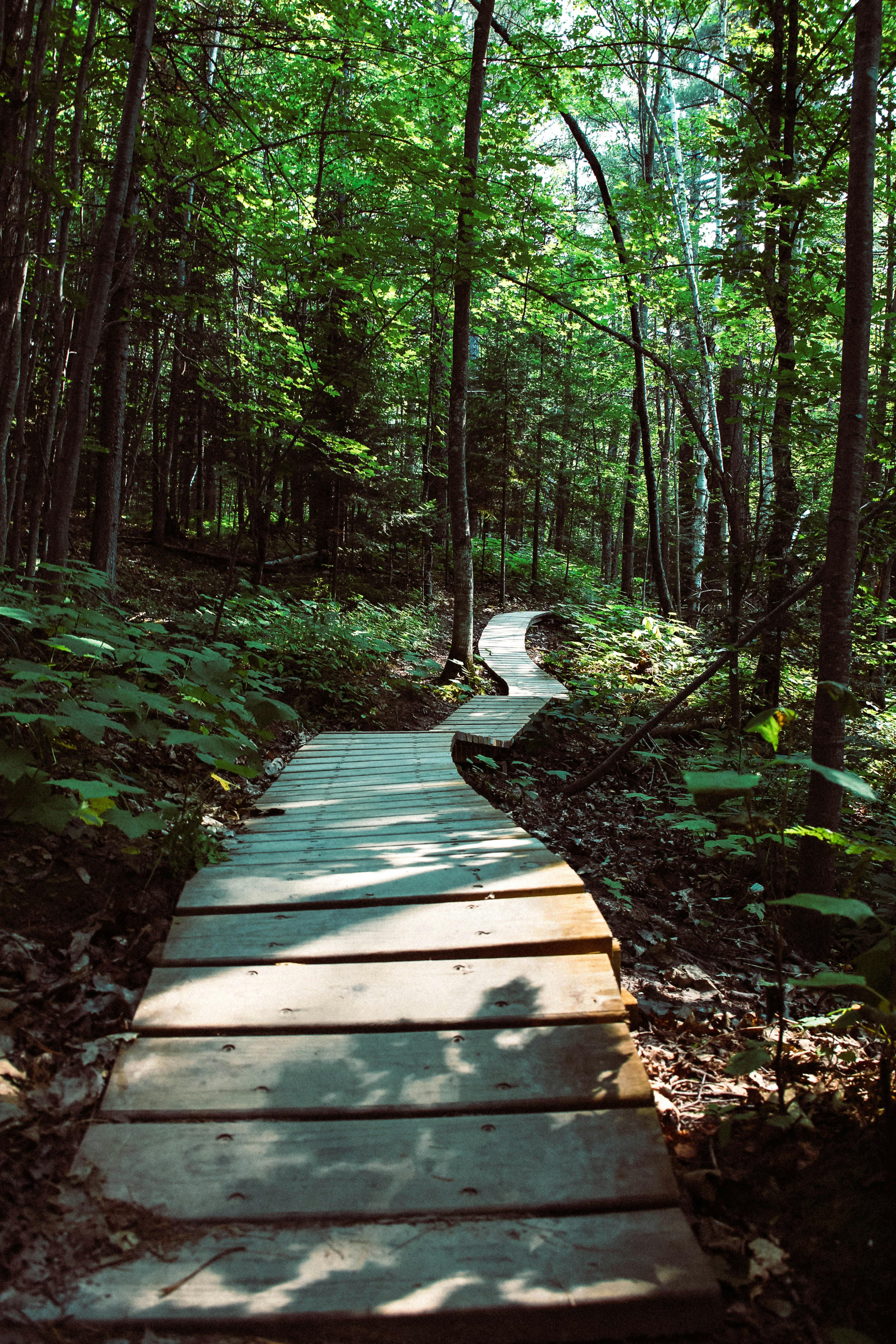 3648x5472 Slatted Wood Pathway Between Trees · Free