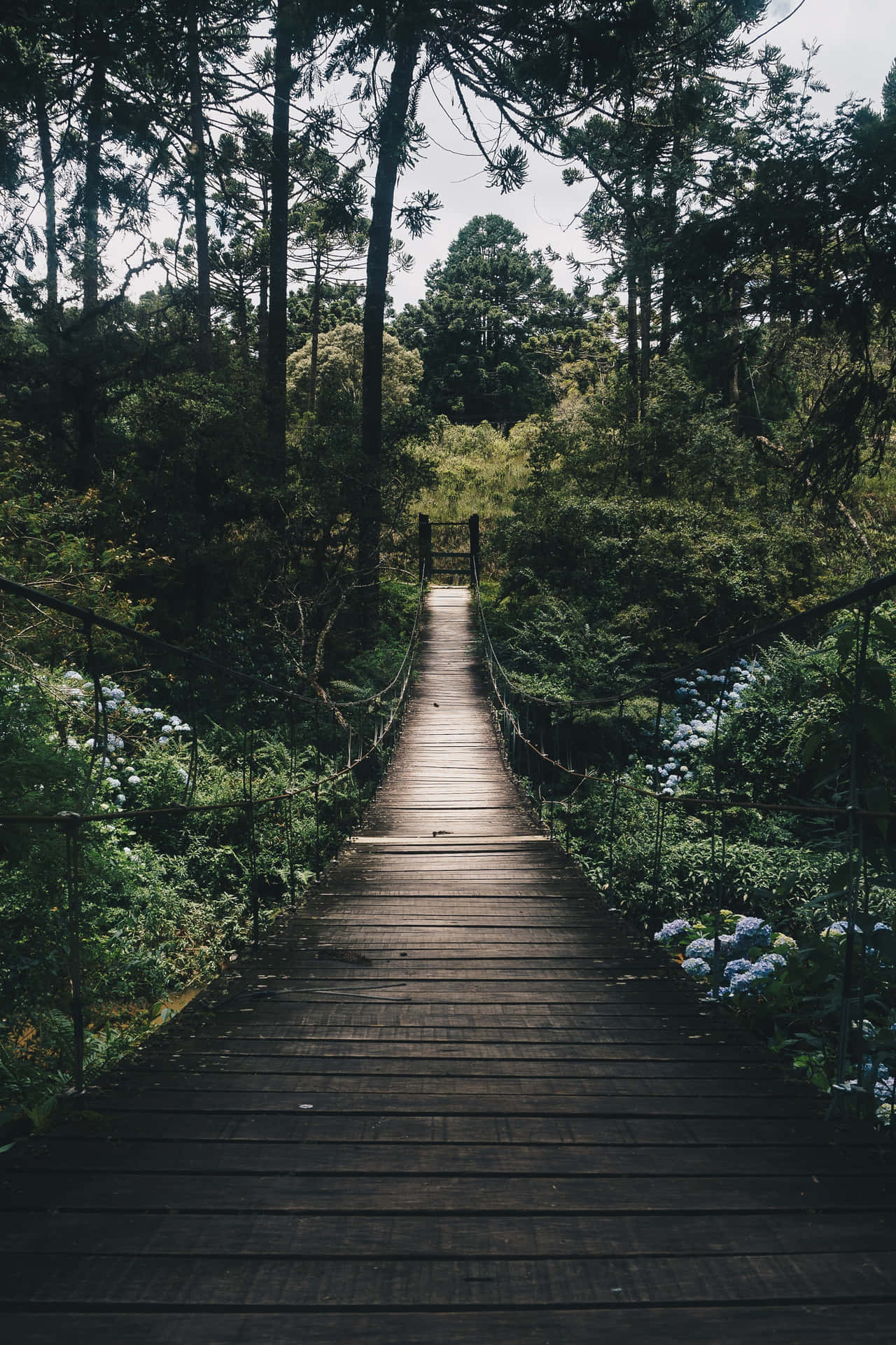 1280x1920 Download Wooden Path Nature Phone Wallpaper