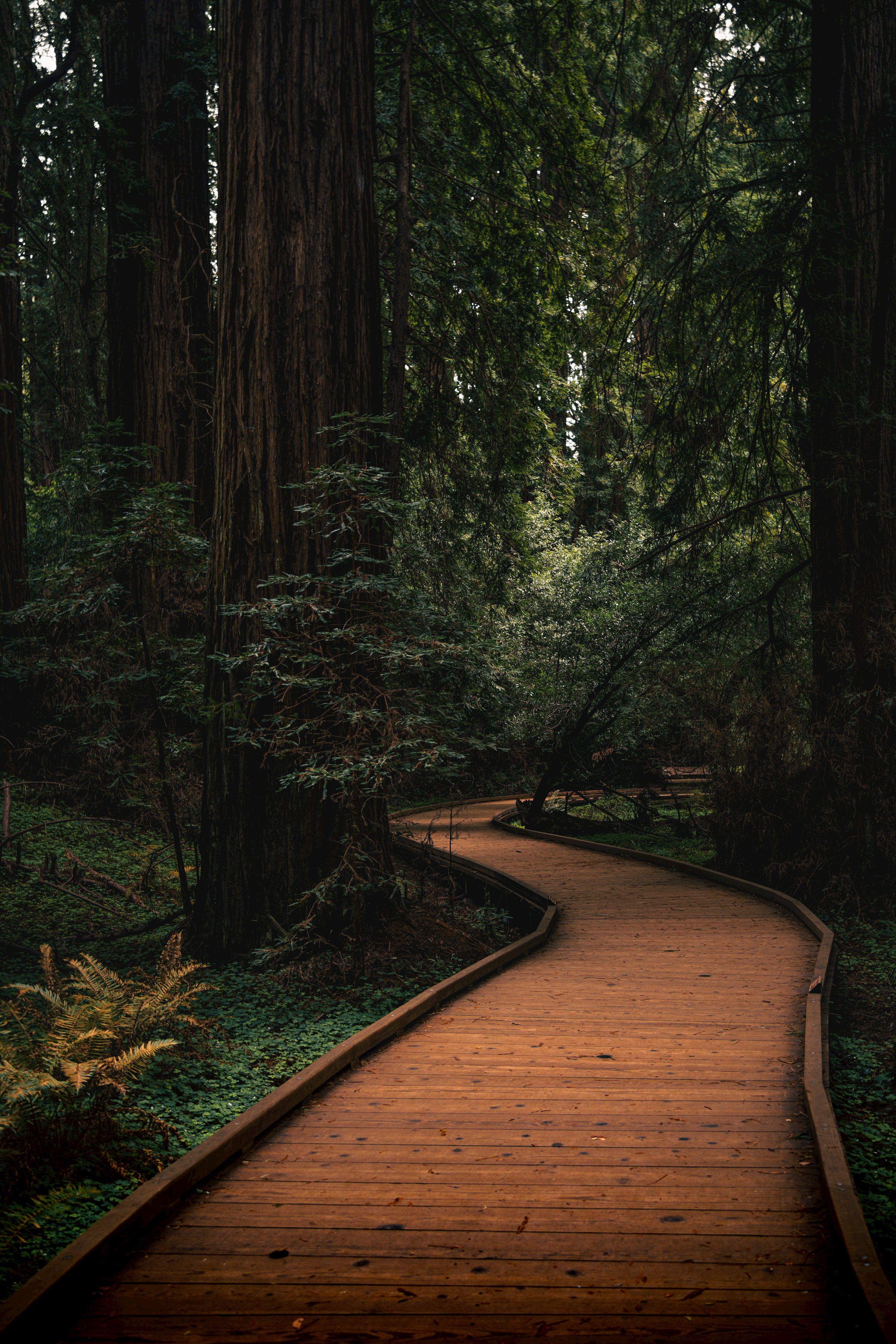 3000x4500 A wooden path in the middle of a forest photo
